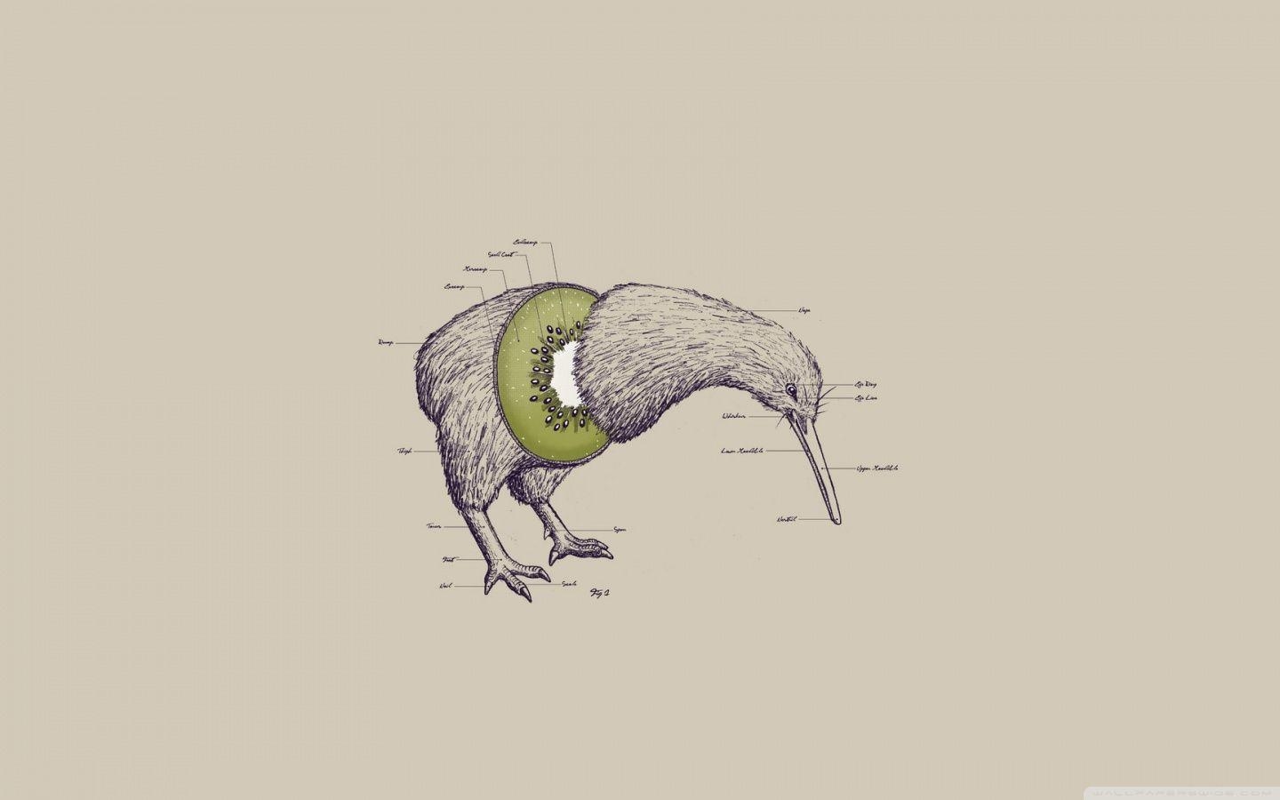 Kiwi Vogel, 4K Hintergrund, HD Bild, 1440x900 HD Desktop