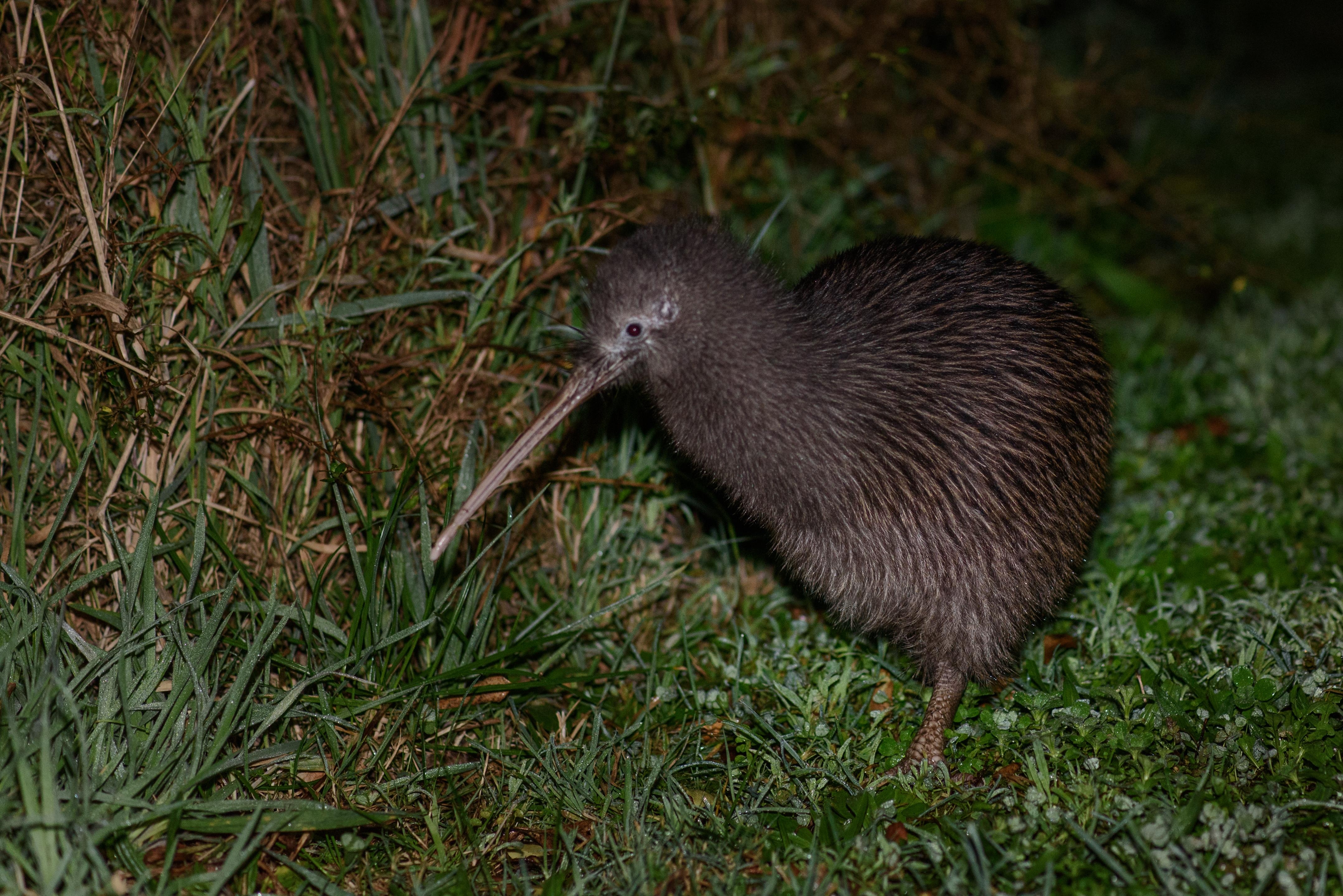 Rowi Kiwi, Okarito, Neuseeland, Vögel, Online, 4320x2880 4K Desktop