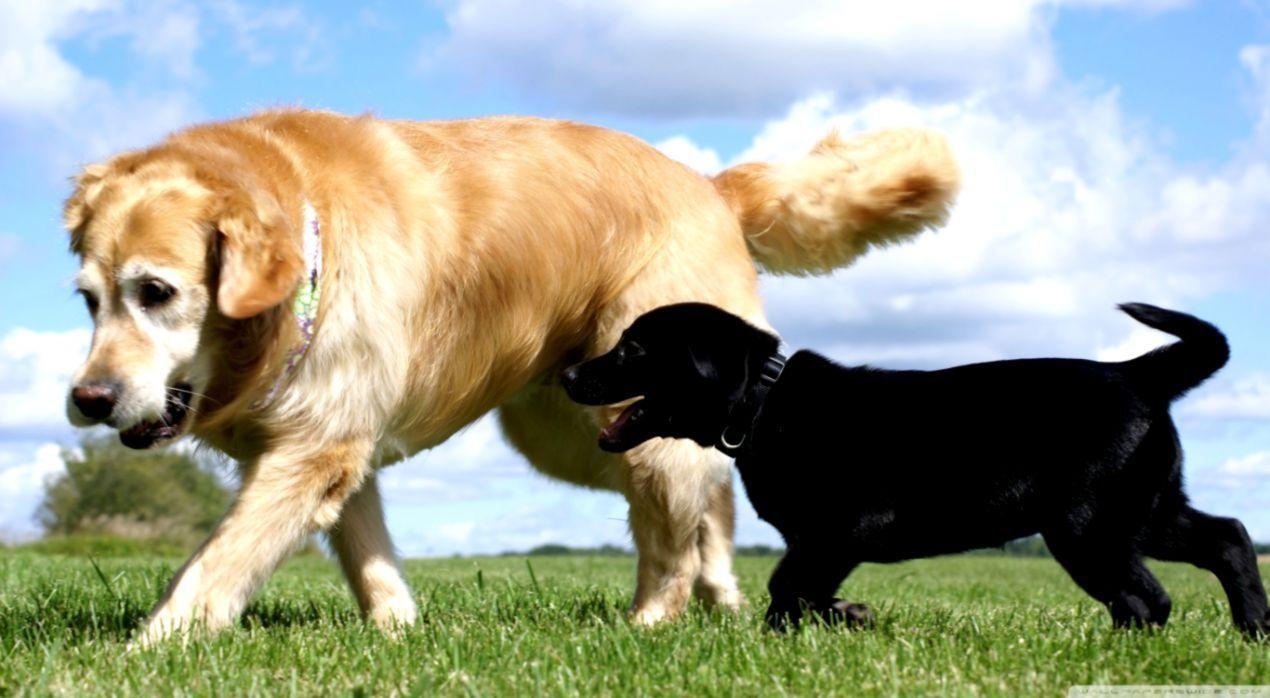 Labrador Retriever, Süß, Hund, Foto, HD, 1270x700 HD Desktop