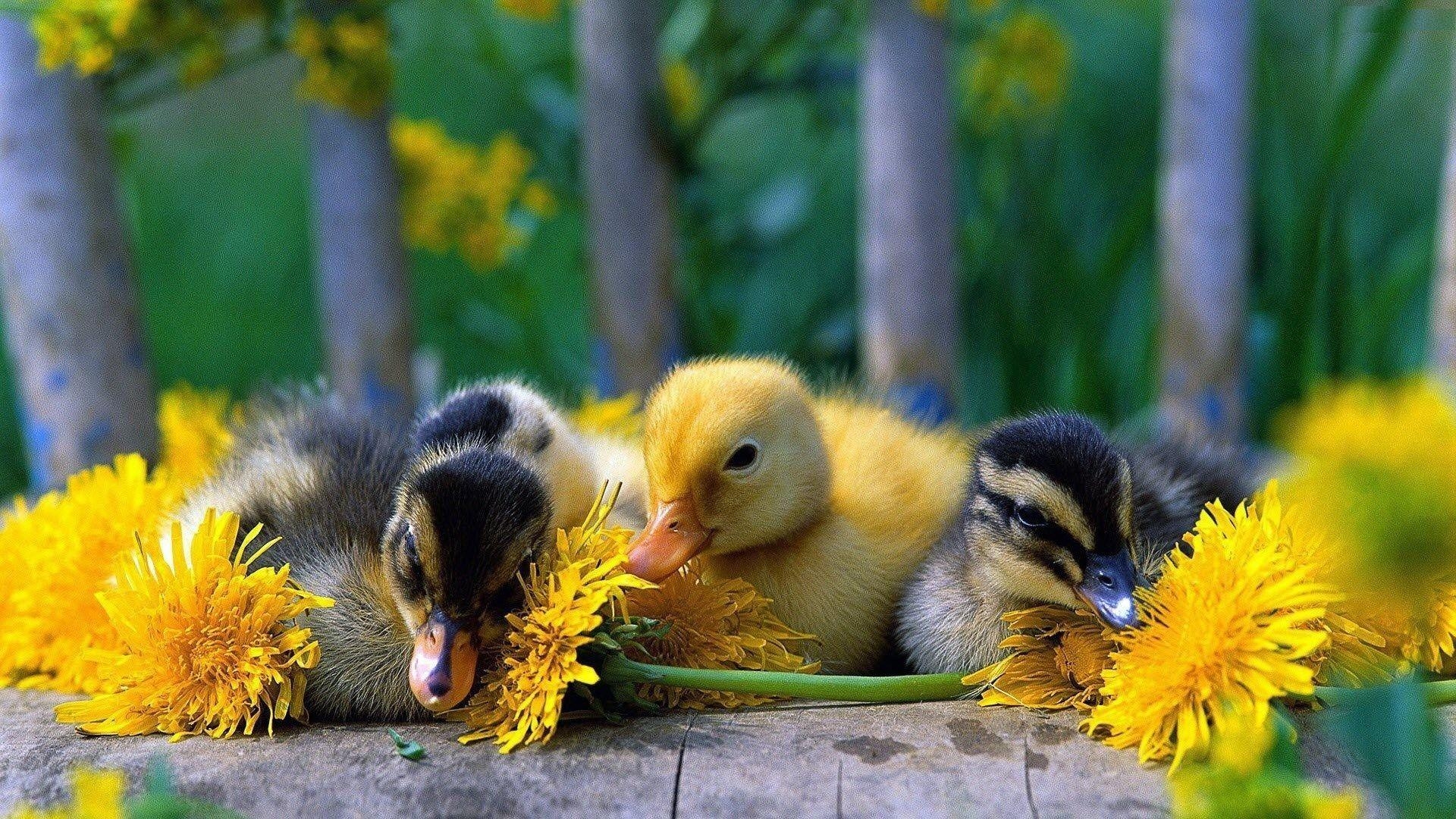 Enten, niedliche Babyenten, Tiere, Tierwelt, Hintergrundbild, 1920x1080 Full HD Desktop