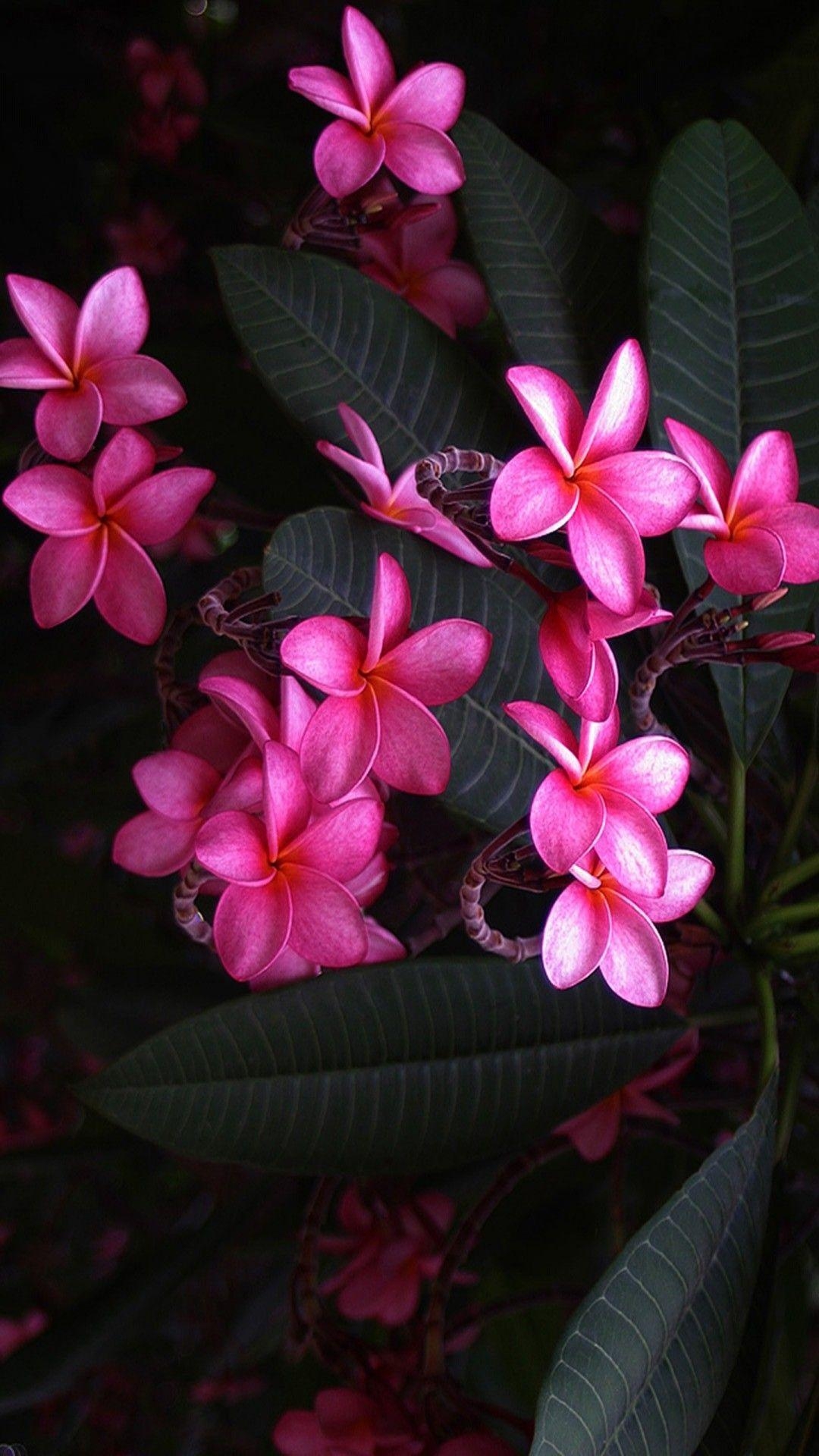 Plumeria, Pinke Blüten, iPhone, Blumen, Hintergrund, 1080x1920 Full HD Handy