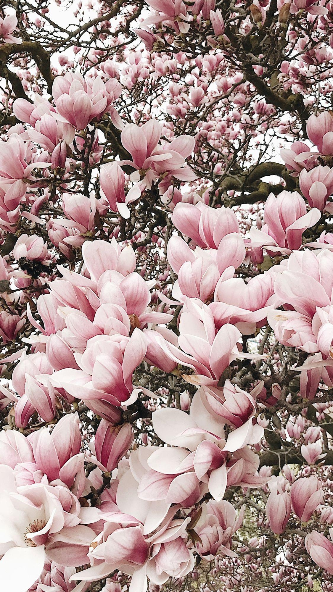 Magnolie, Stil, Natur, Wände, Dekoration, 1130x2010 HD Handy