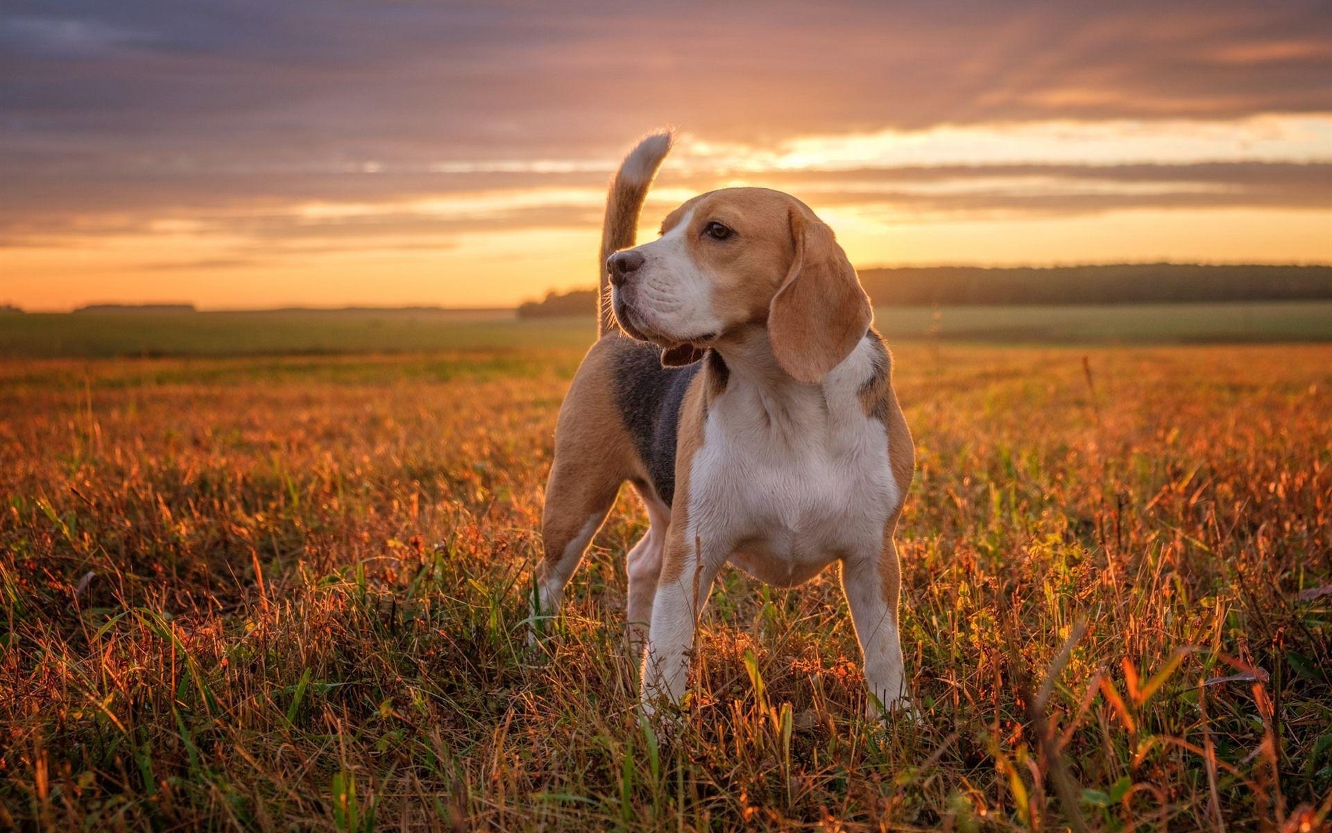 Beagle Hund, Gras, Sonnenuntergang, HD Bild, Fotografie, 1920x1200 HD Desktop