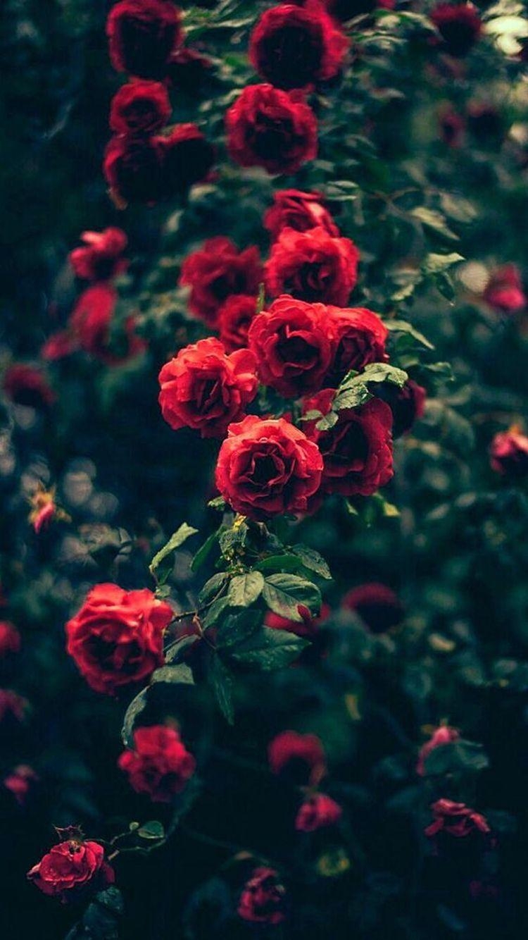 Gartenrosen, Rot, Blumen, iPhone Hintergrund, 750x1340 HD Handy