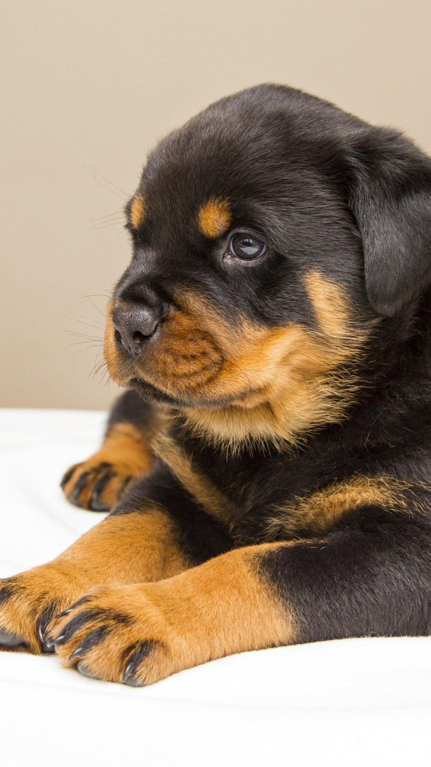 Rottweiler, Welpe, Android, Desktop, Hunde, 1440x2560 HD Handy