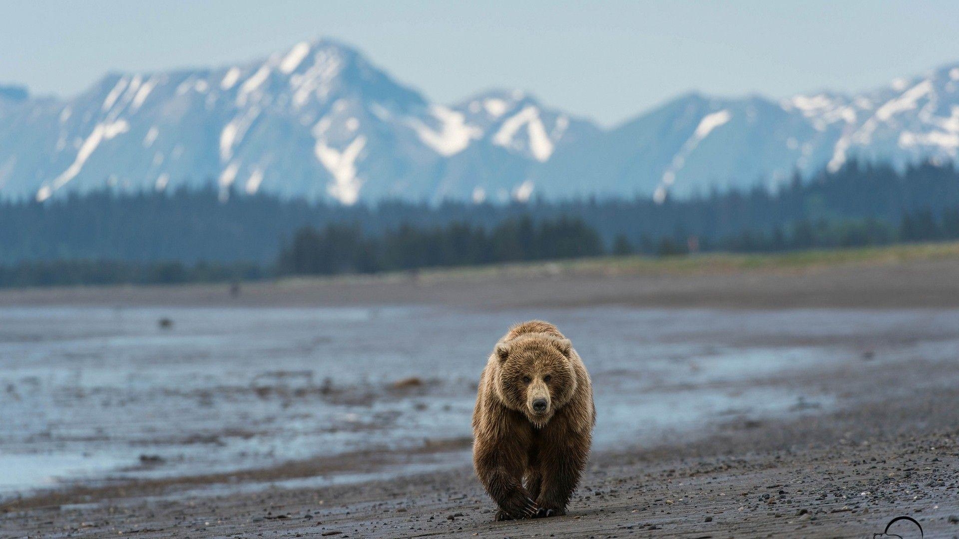 Grizzlybär, Tapete, Braun, Tier, Natur, 1920x1080 Full HD Desktop