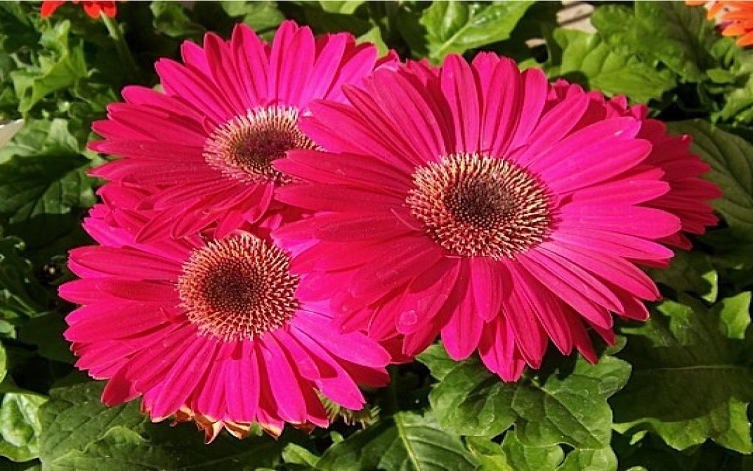 Rosa Gänseblümchen, Gerbera, Blume, Natur, Hintergrund, 2560x1600 HD Desktop