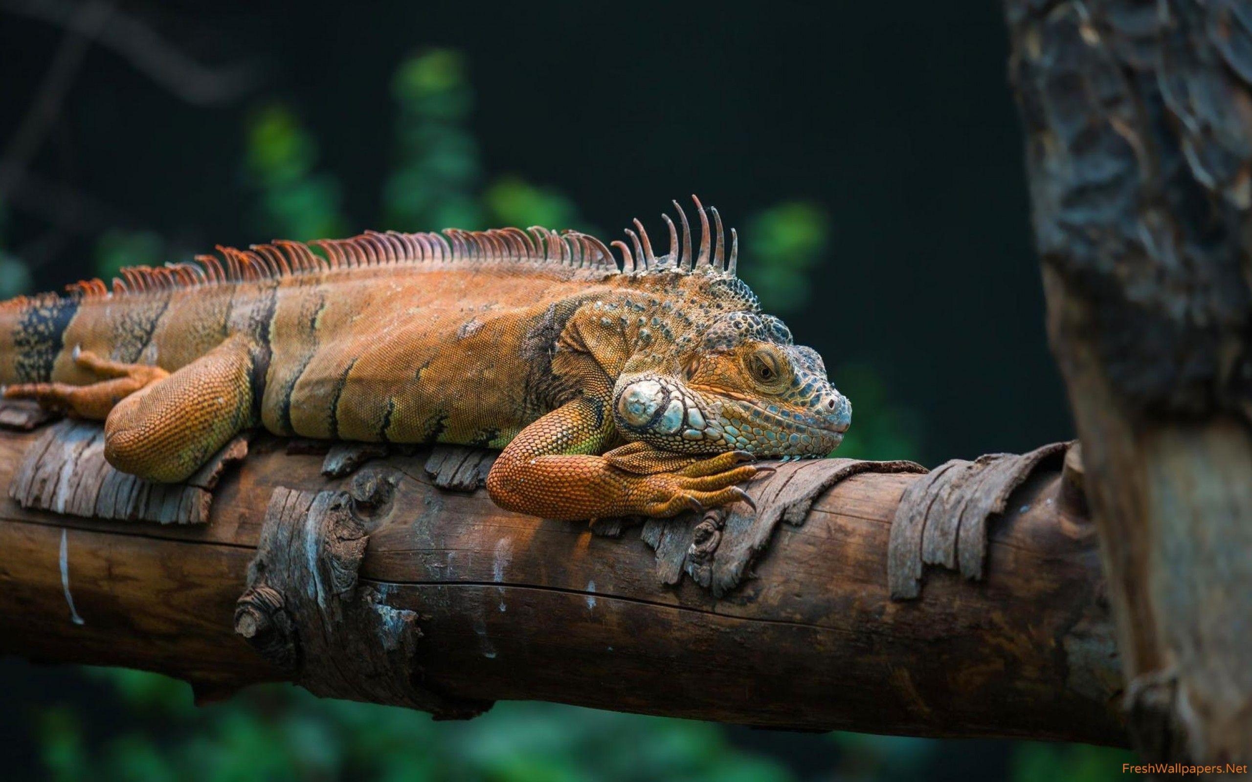 Leguan, Baumstamm, Reptilien, Tiere, Fotografie, 2560x1600 HD Desktop