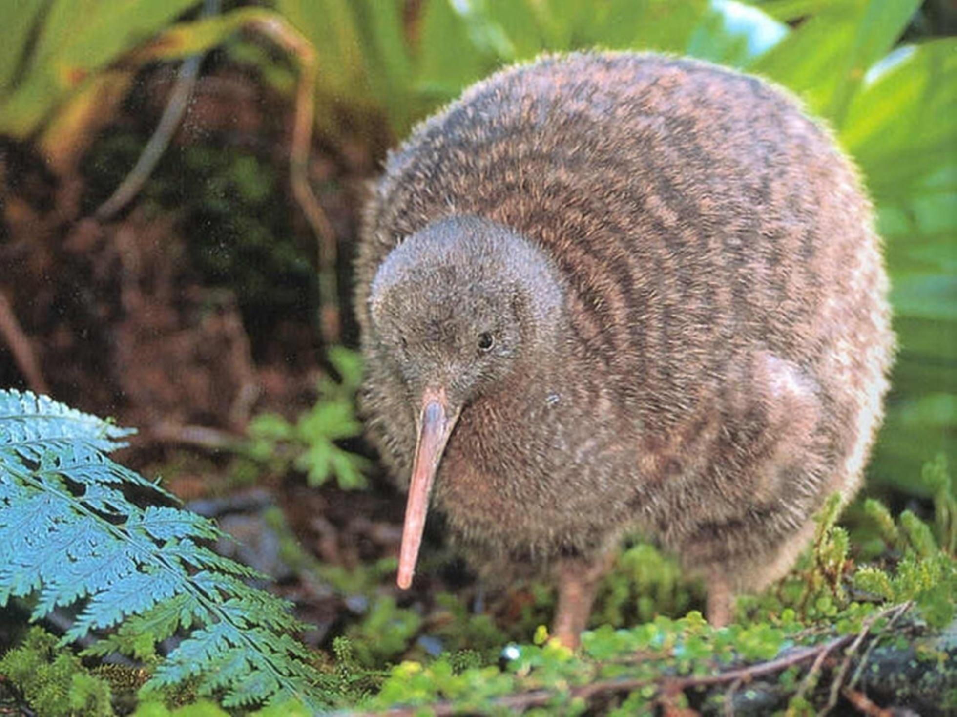 Kiwi Vogel, Tierbild, Natur, Vogel, Foto, 1960x1470 HD Desktop