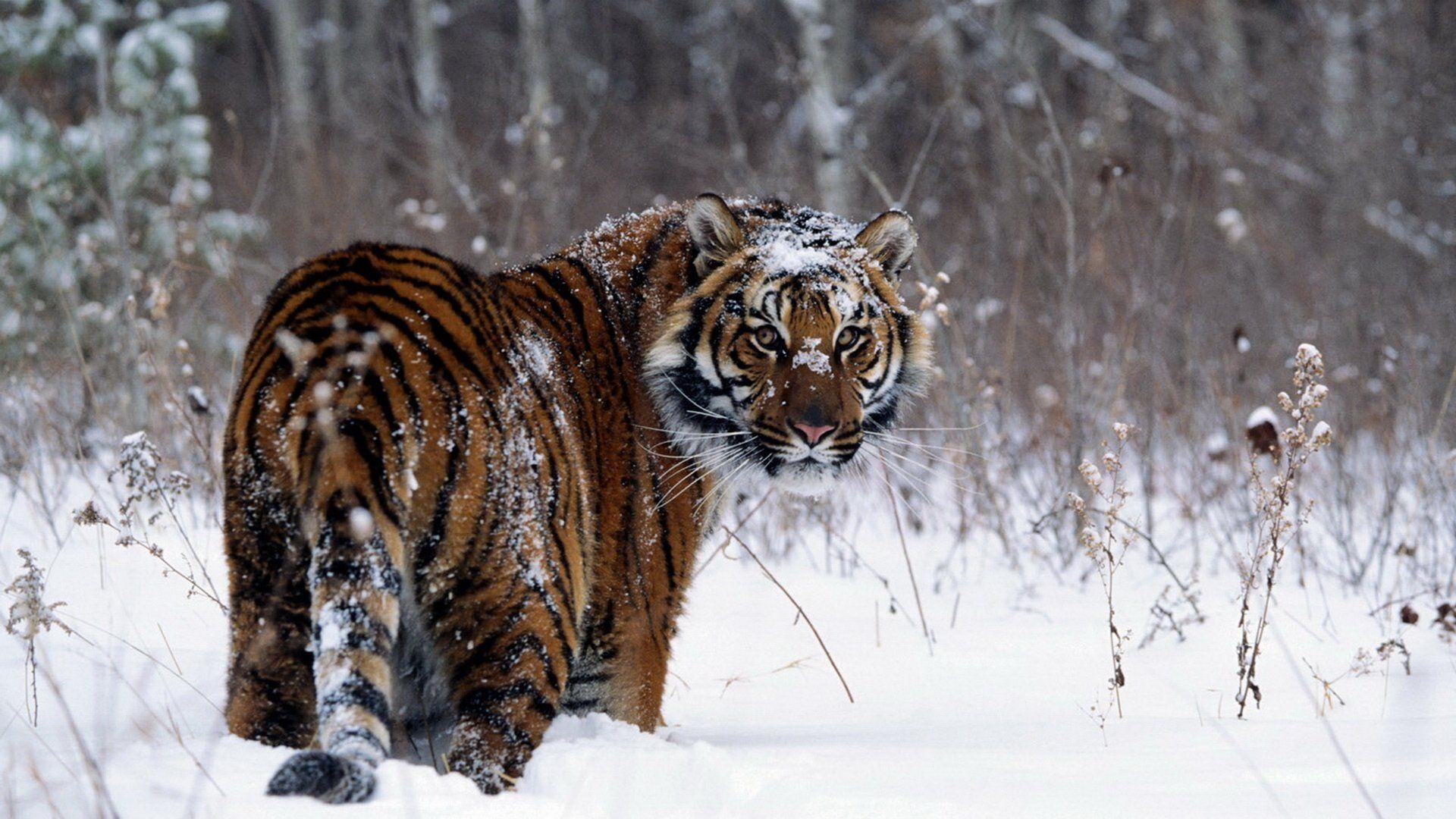 Tiger, HD Bild, Hintergrund, Tiere, Wild, 1920x1080 Full HD Desktop