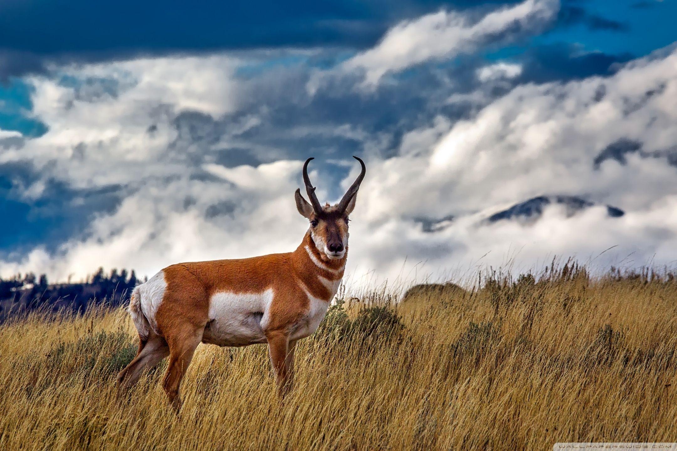 Gabelbock, Antilope, Ultra HD, Natur, Tierwelt, 2160x1440 HD Desktop