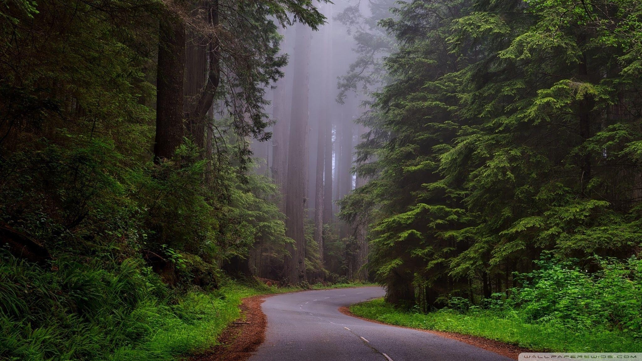 Redwood Nationalpark, Kalifornien, UHD, Desktop, Landschaft, 2050x1160 HD Desktop