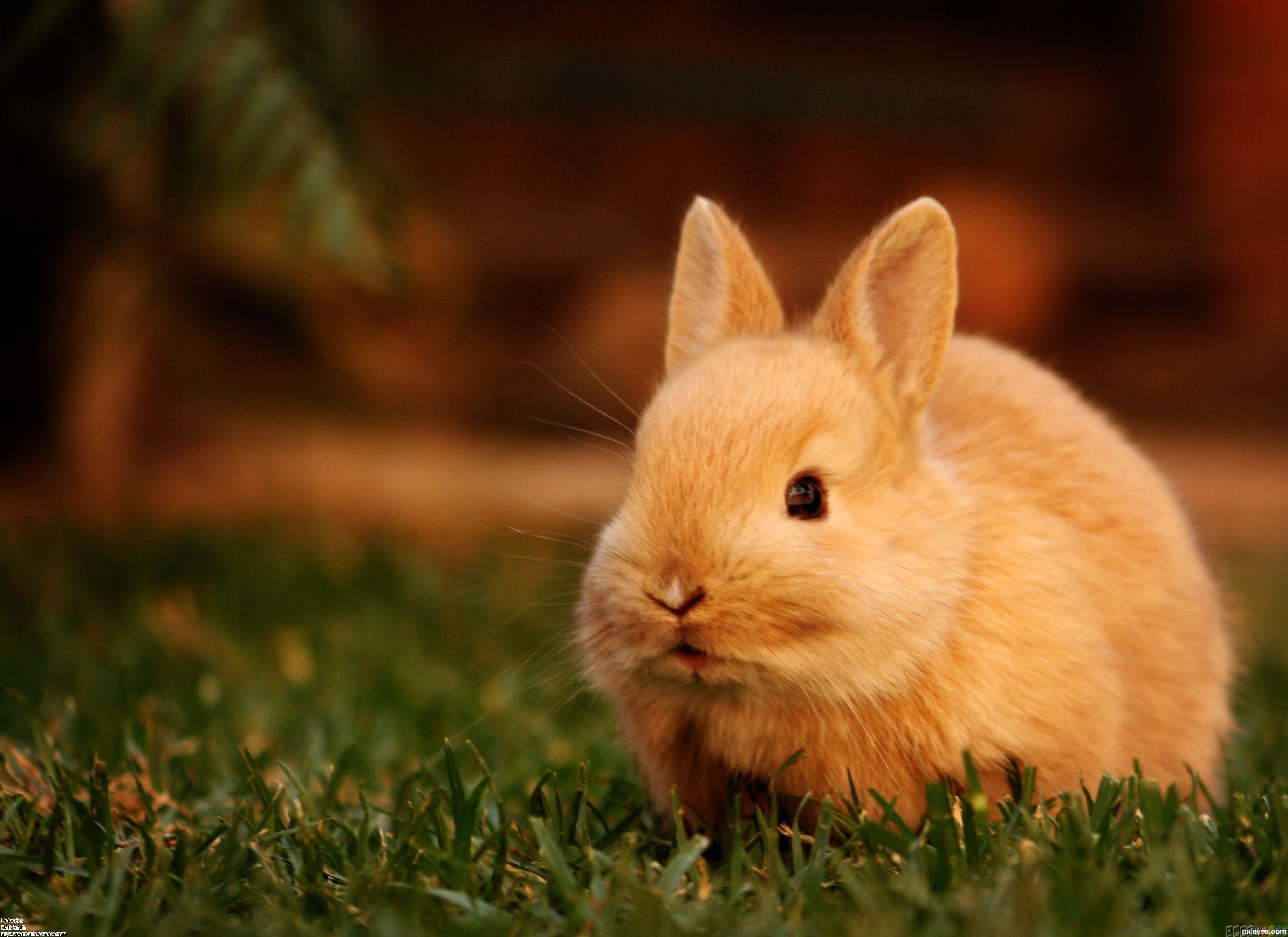 Baby Kaninchen, Niedlich, HD, Hintergrund, Lieblich, 3130x2280 HD Desktop