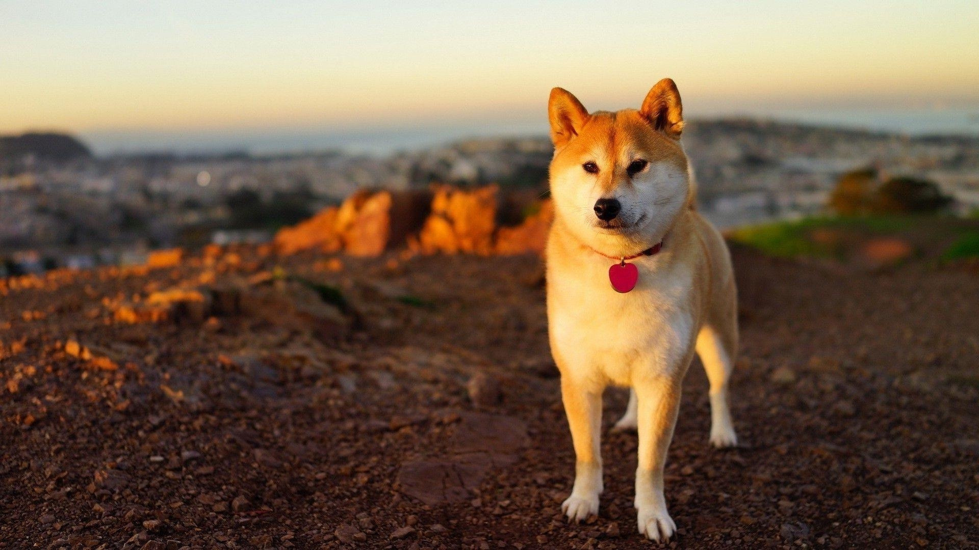 Shiba Inu, Akita, Hunderassen, Haustiere, Japan, 1920x1080 Full HD Desktop