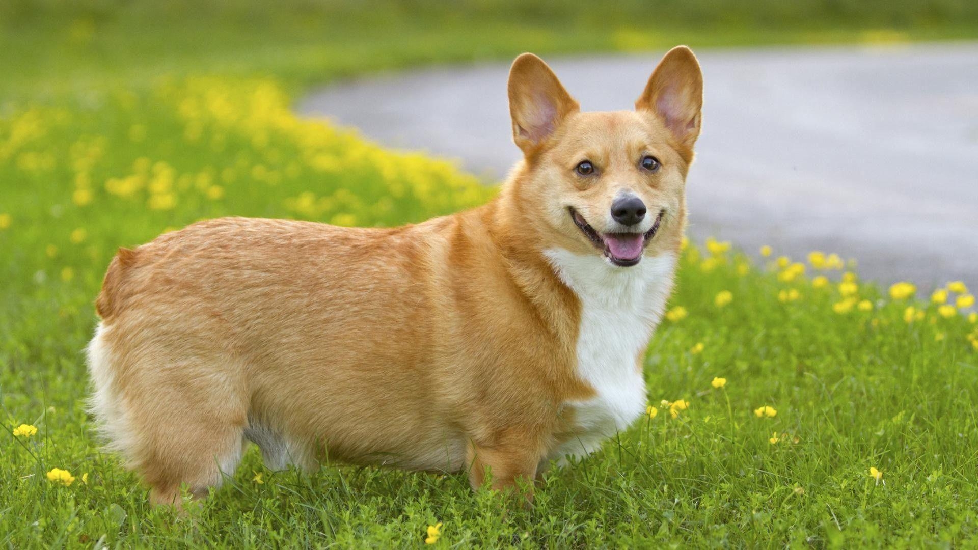 Welsh Corgi, Hintergrundbild, Hund, Niedlich, Tier, 1920x1080 Full HD Desktop