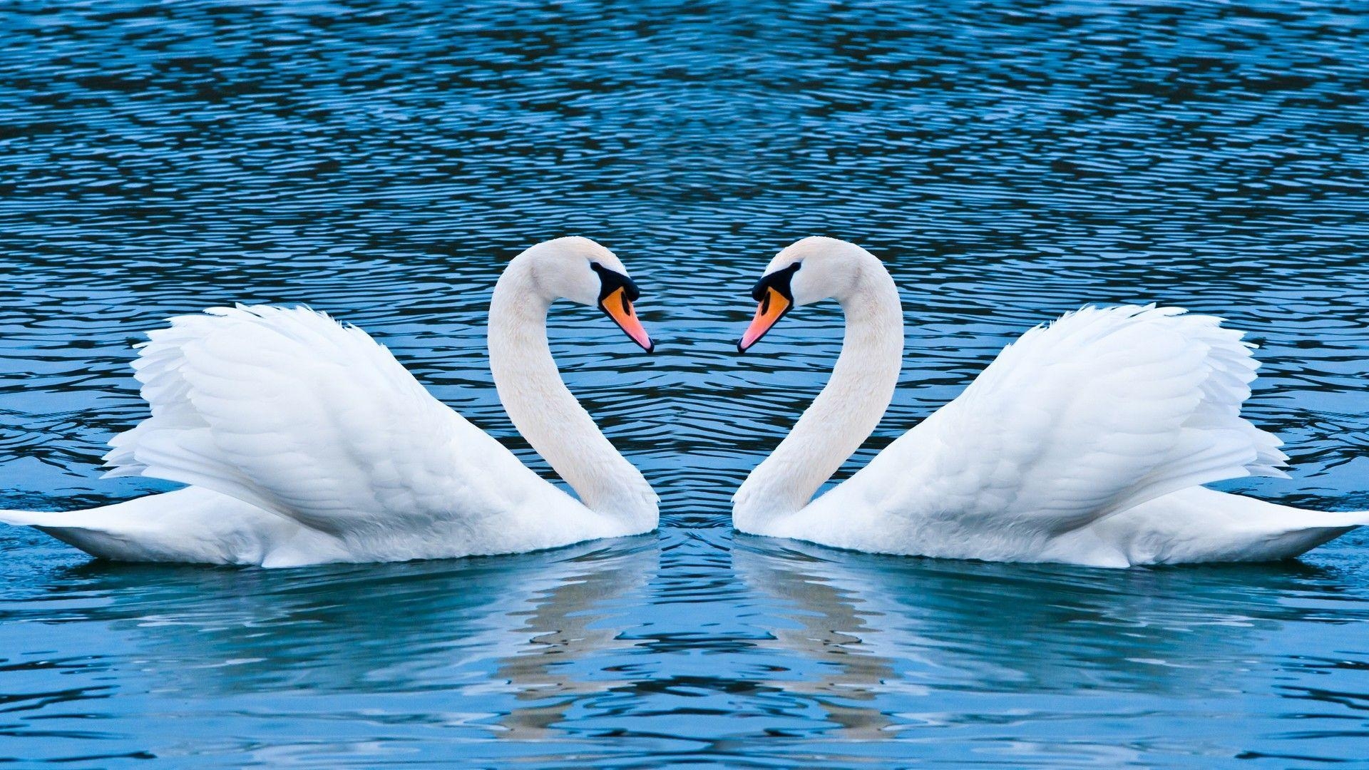 Schwan, Liebesvögel, Laptop, Full HD, 4K, 1920x1080 Full HD Desktop