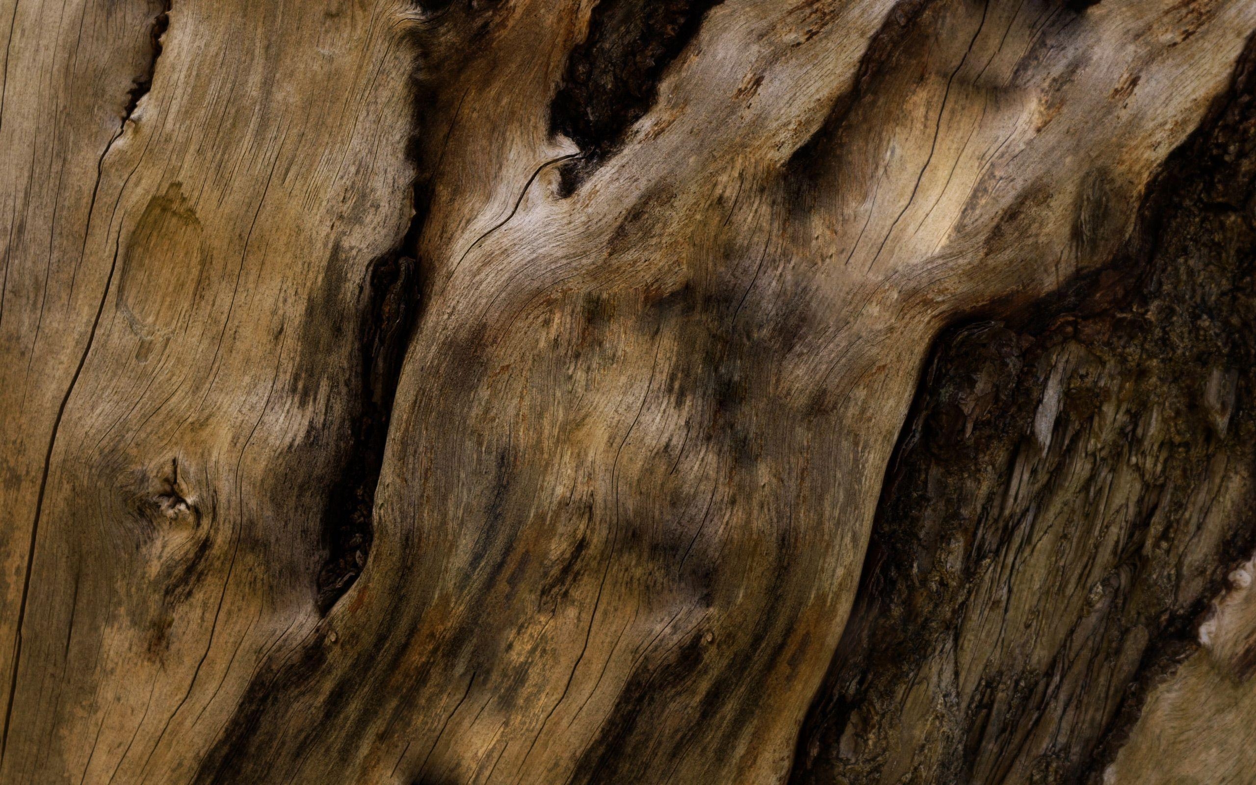 Alter Baum, Rinde, Holz, Kostenlos, Hintergrund, 2560x1600 HD Desktop