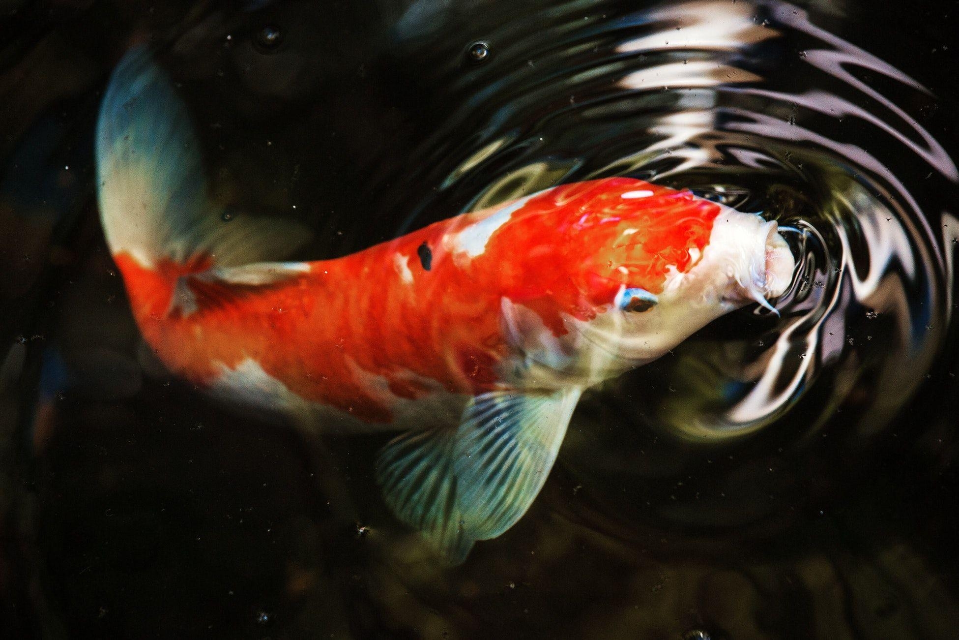 Koi Fische, Hintergrund, Koi, Desktop, Aquarium, 1960x1310 HD Desktop