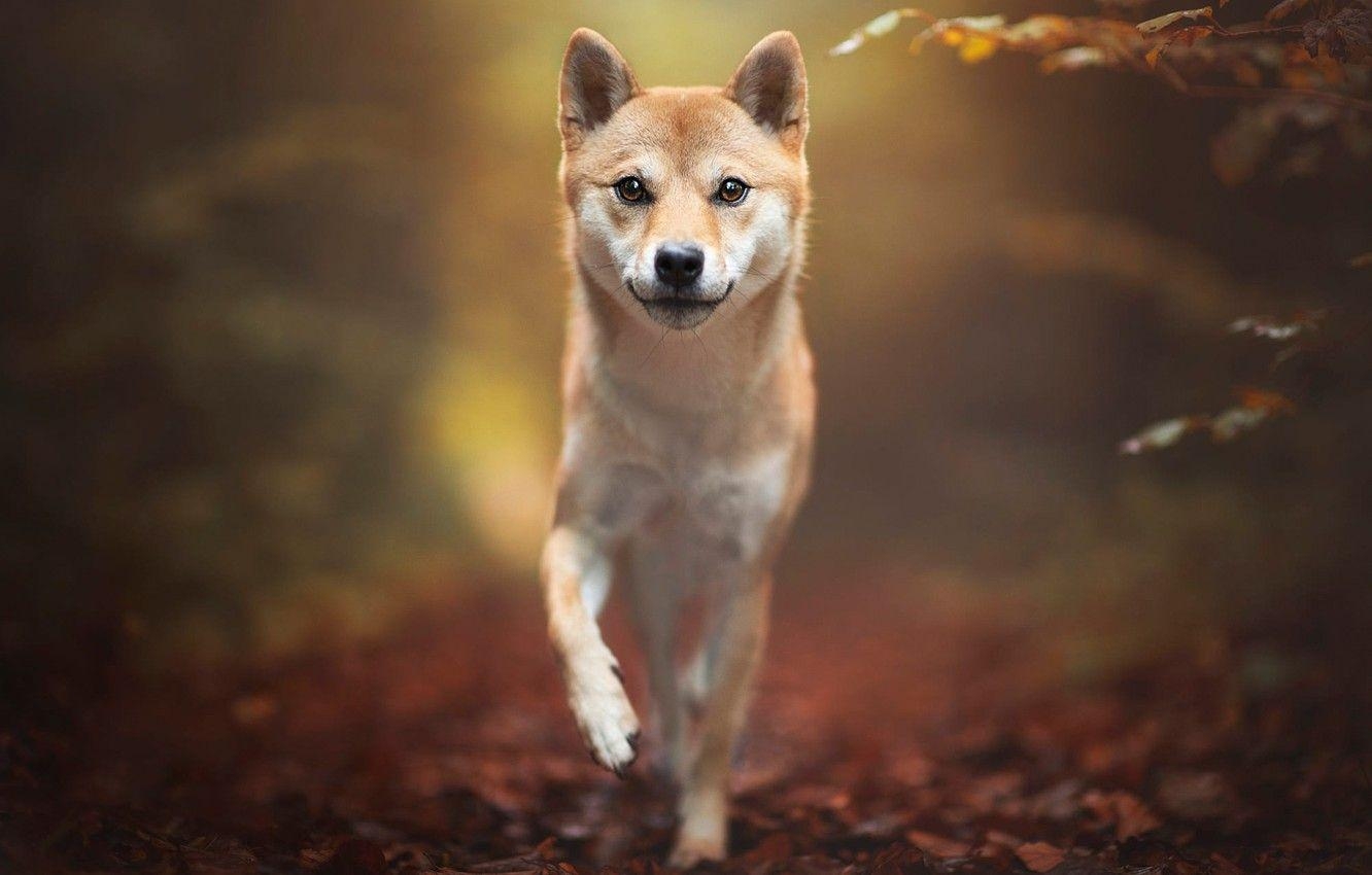 Shiba Inu, Herbst, Blätter, Natur, Pose, 1340x850 HD Desktop