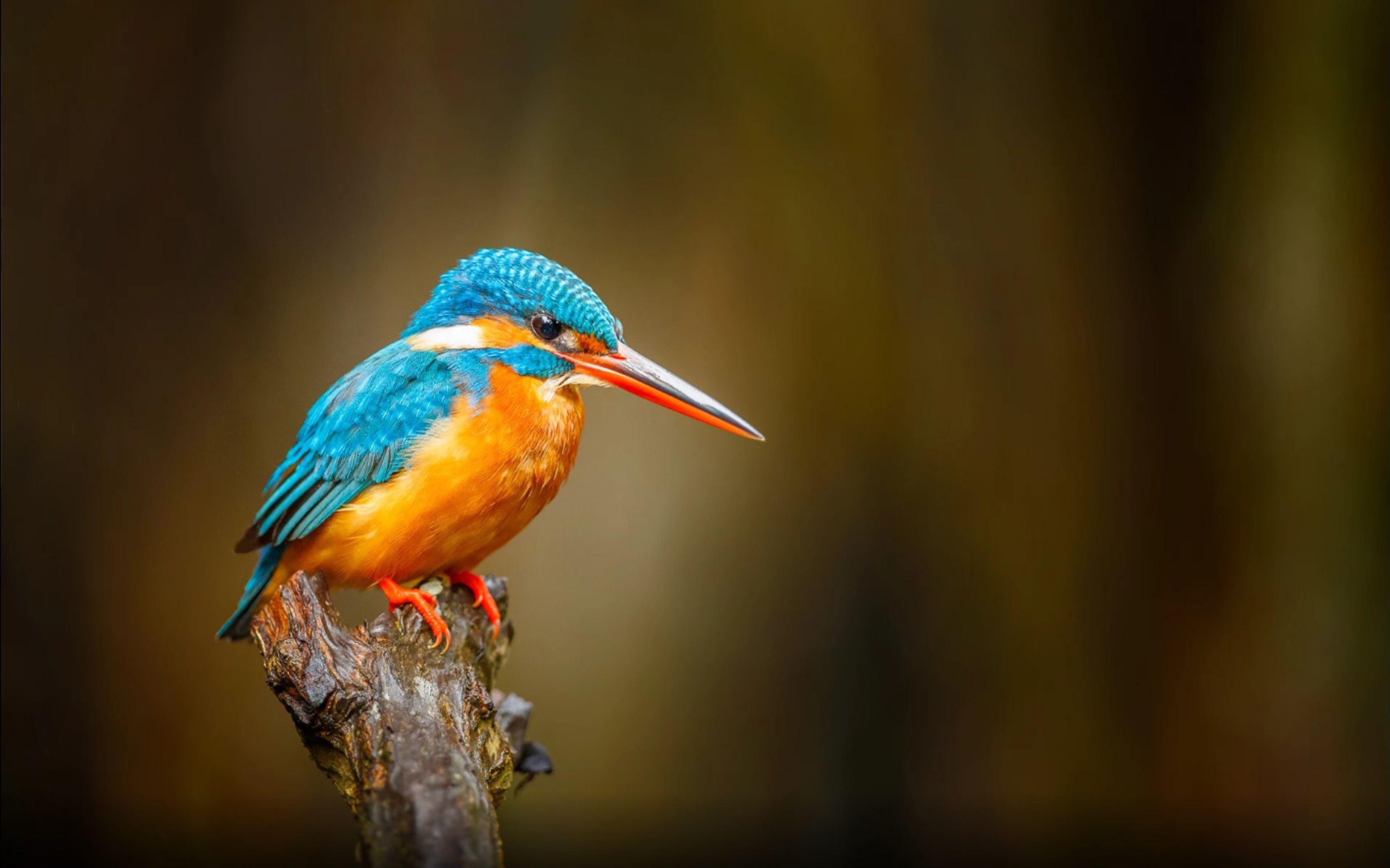 Eisvogel orange, blauer Vogel, Natur, Bild, 3840x2400 4K Desktop