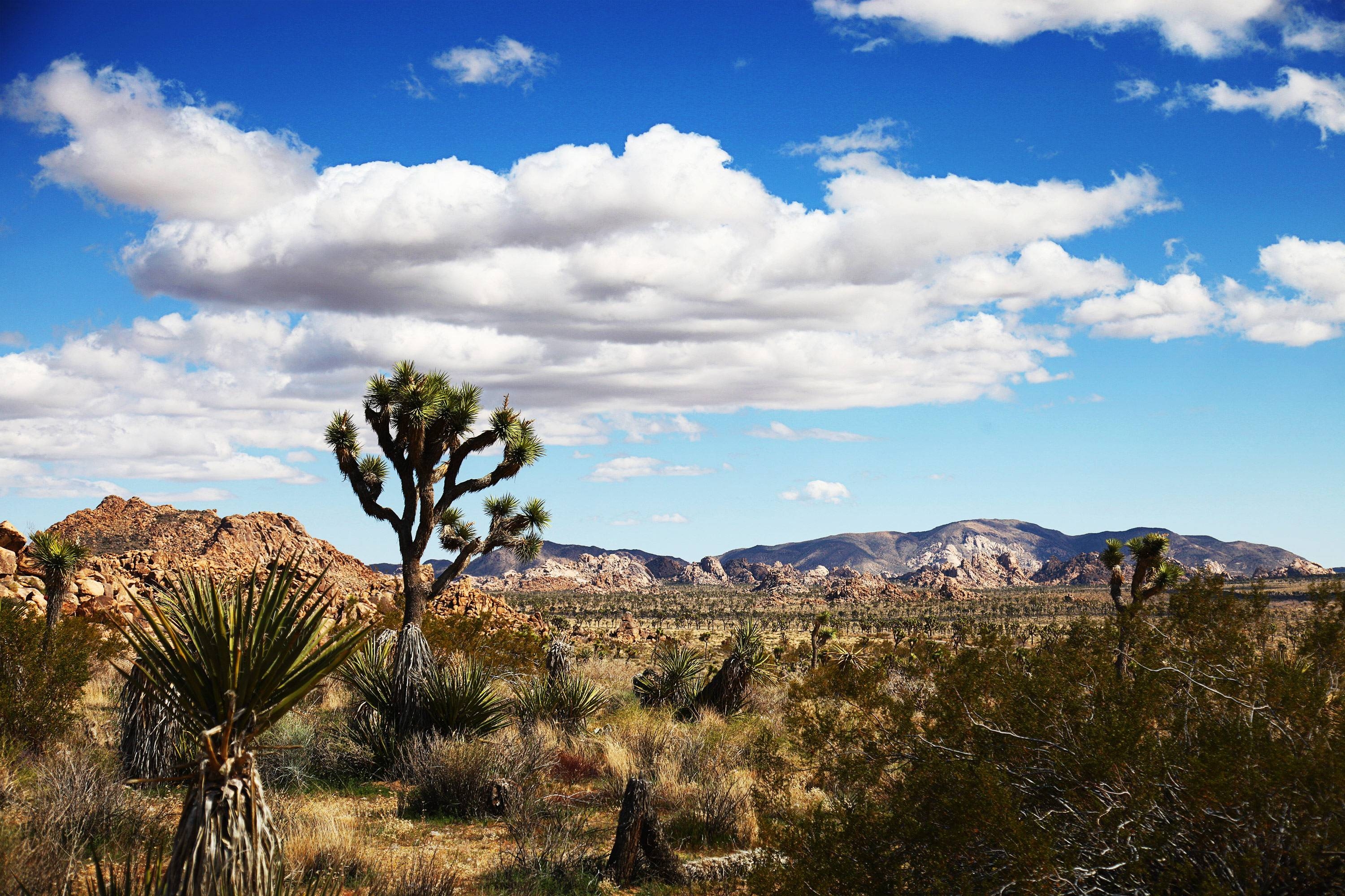 Joshua Tree, Nationalpark, Natur, Hintergrund, Kalifornien, 3000x2000 HD Desktop