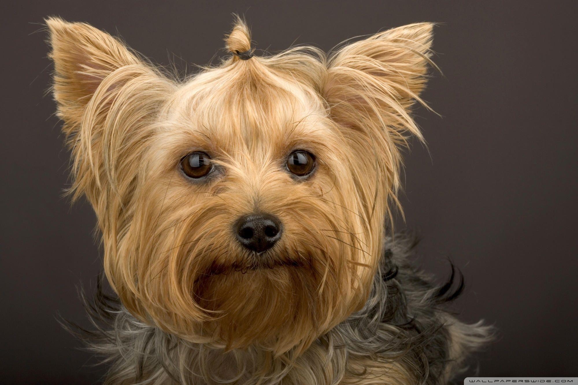 Yorkshire Terrier, Pack541, Hintergrund, Hunde, Bild, 2000x1340 HD Desktop