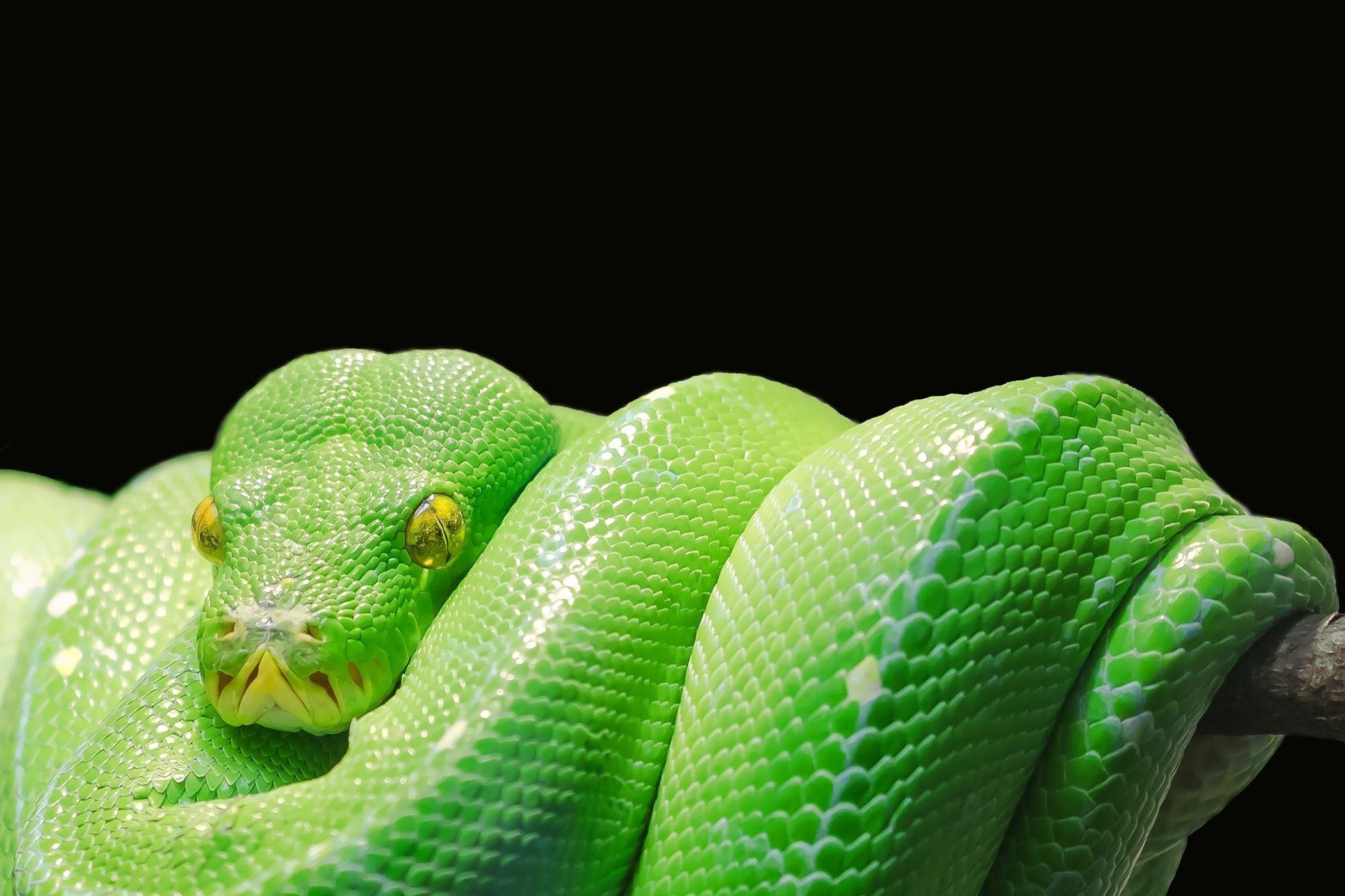 Schlange, Python, Tier, Hintergrund, Reptil, 2100x1400 HD Desktop