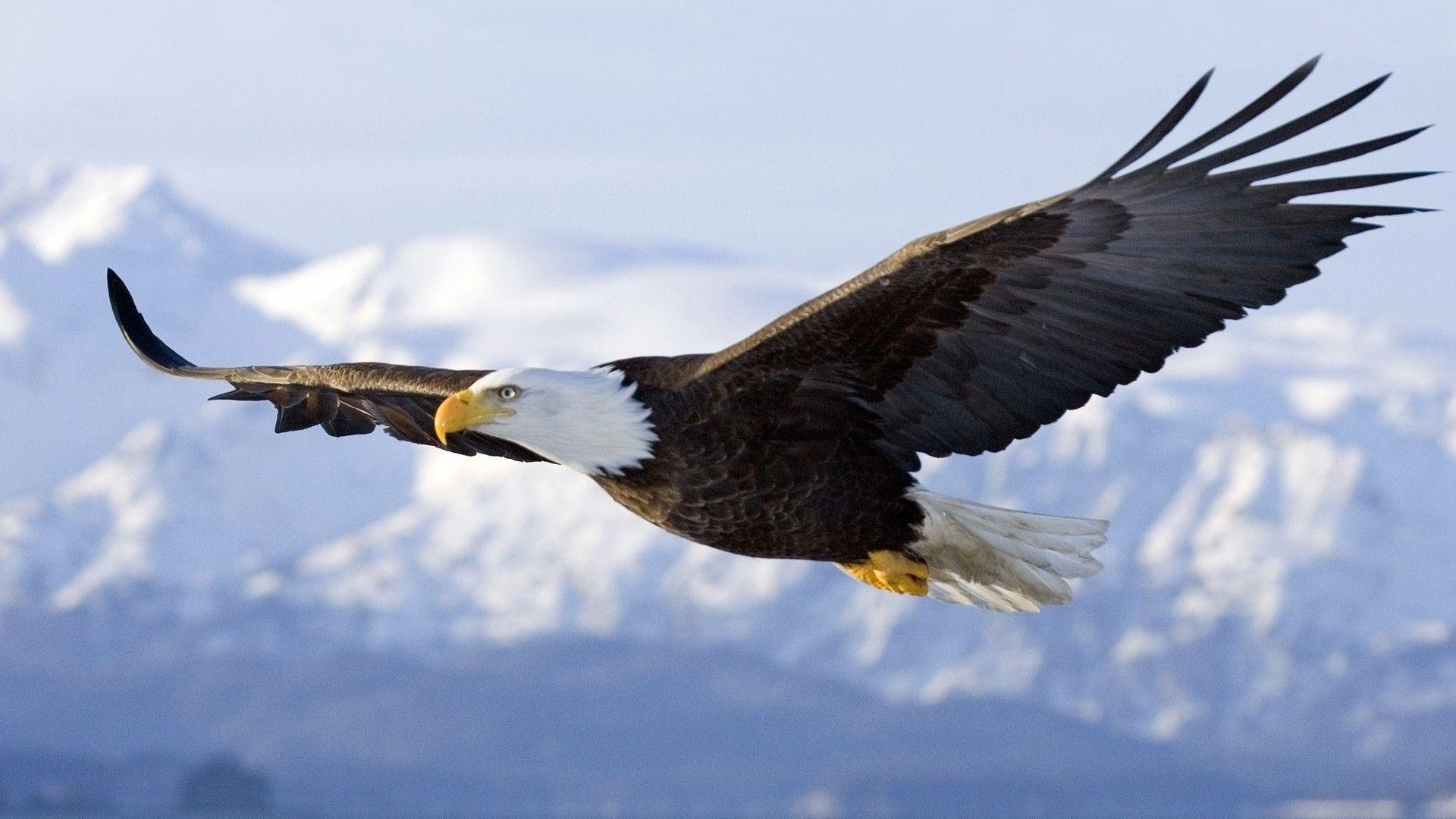 Weißkopfseeadler, Tier, Hintergrund, Spot, Bild, 1920x1080 Full HD Desktop