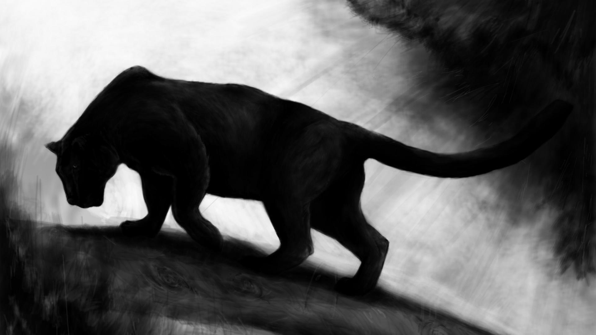 Panther, Hintergrund, Tier, Wild, Bild, 1920x1080 Full HD Desktop