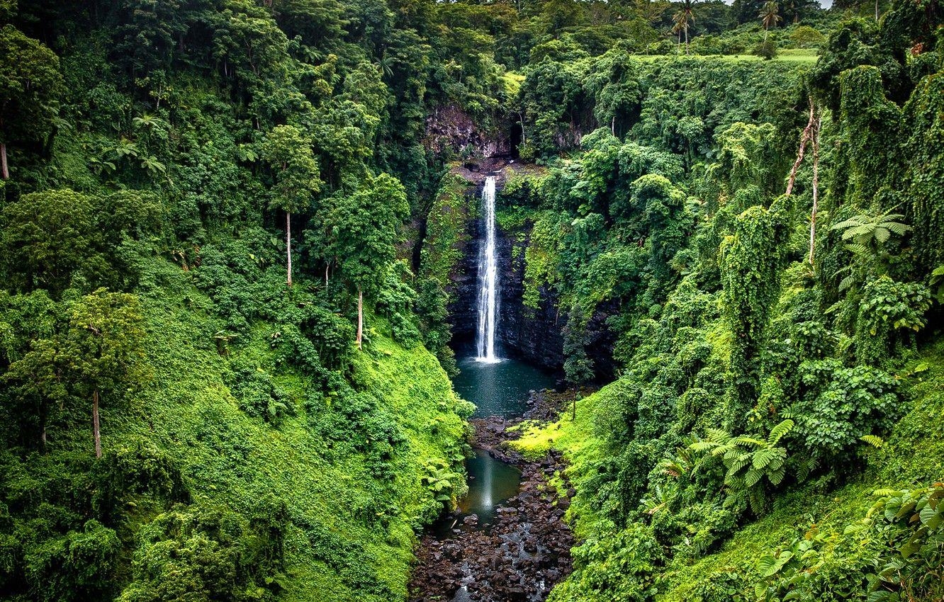 Wald Samoa, Bäume, Tropen, Steine, Natur, 1340x850 HD Desktop