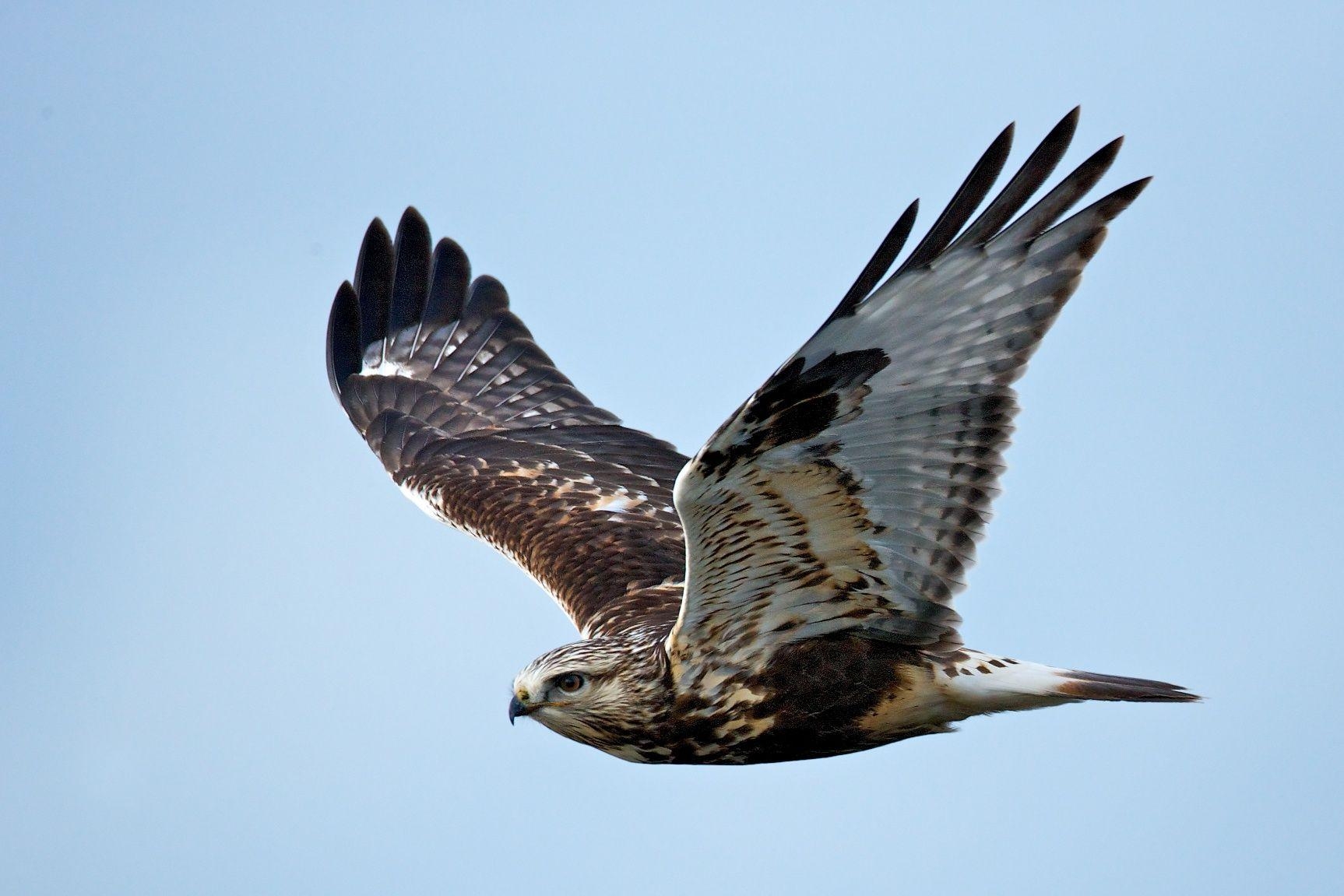 Fliegender Falke, Tiere, Vögel, Hintergrund, 1730x1160 HD Desktop