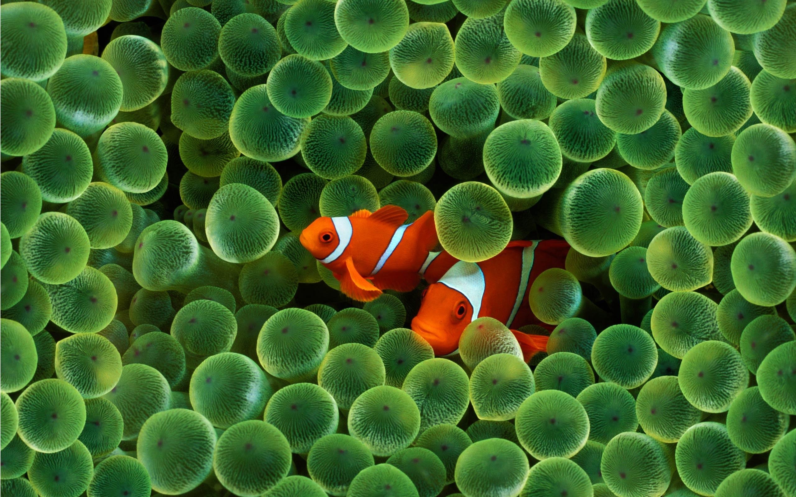 Clownfisch, Tiere, JPG, Foto, Meer, 2560x1600 HD Desktop