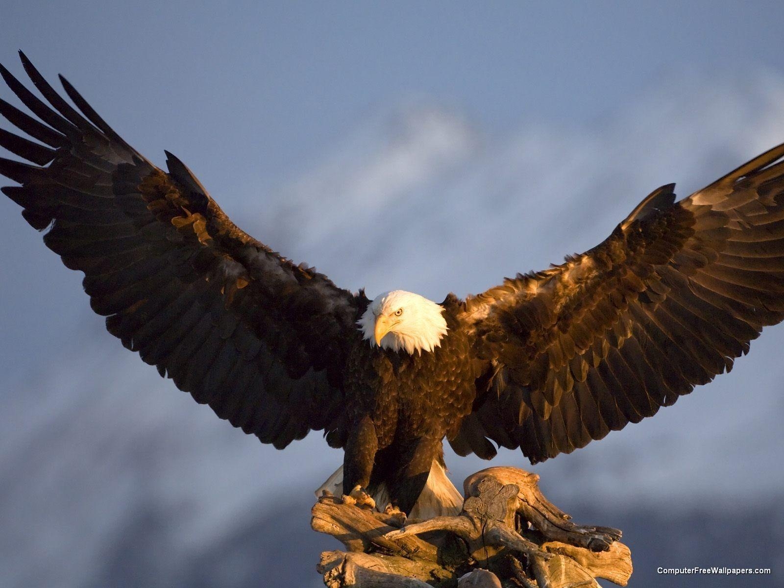 16001200, Adler, Weißkopfseeadler, Tier, Hintergrund, 1600x1200 HD Desktop