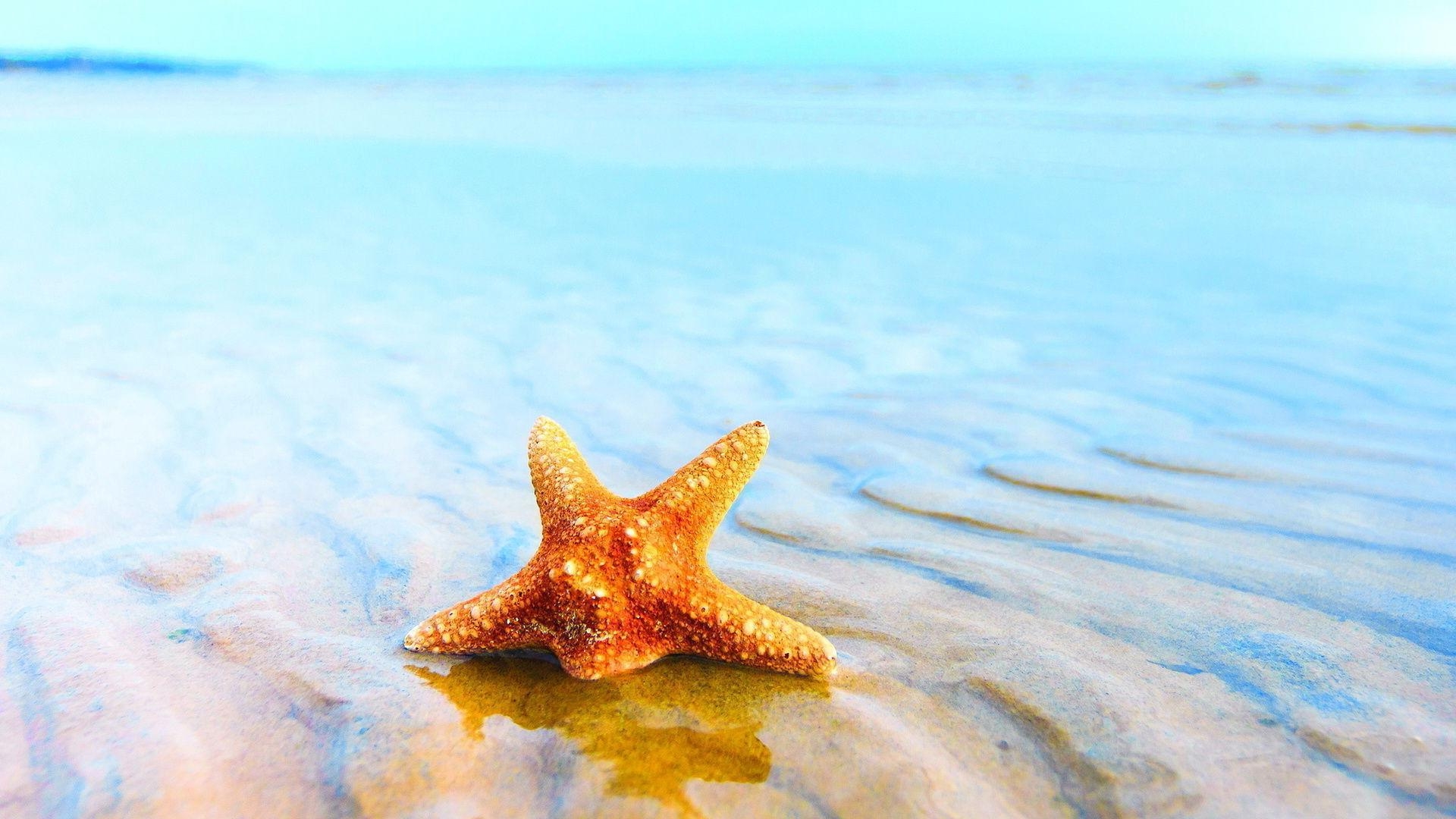 Seestern, Meerestiere, Ozean, Maritime Flora, Starfish, 1920x1080 Full HD Desktop