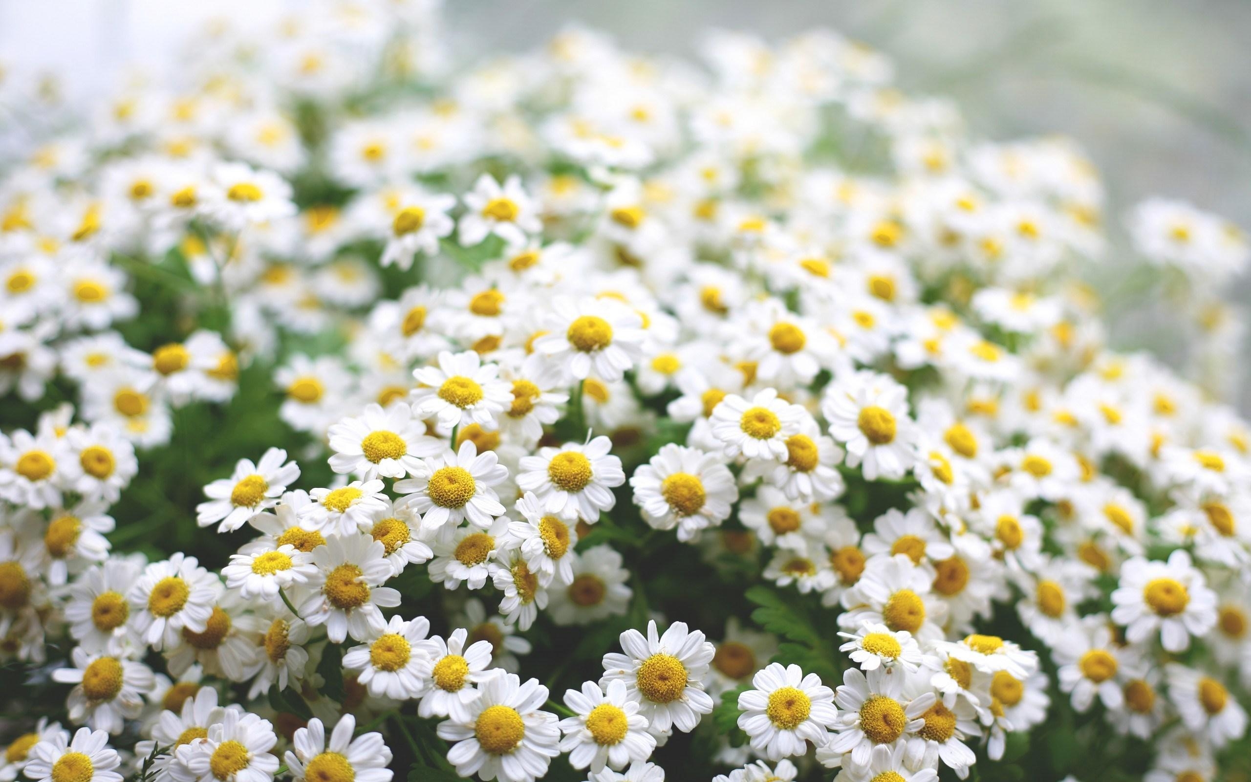 Gänseblümchen, HD, Bild, Hintergrund, Natur, 2560x1600 HD Desktop