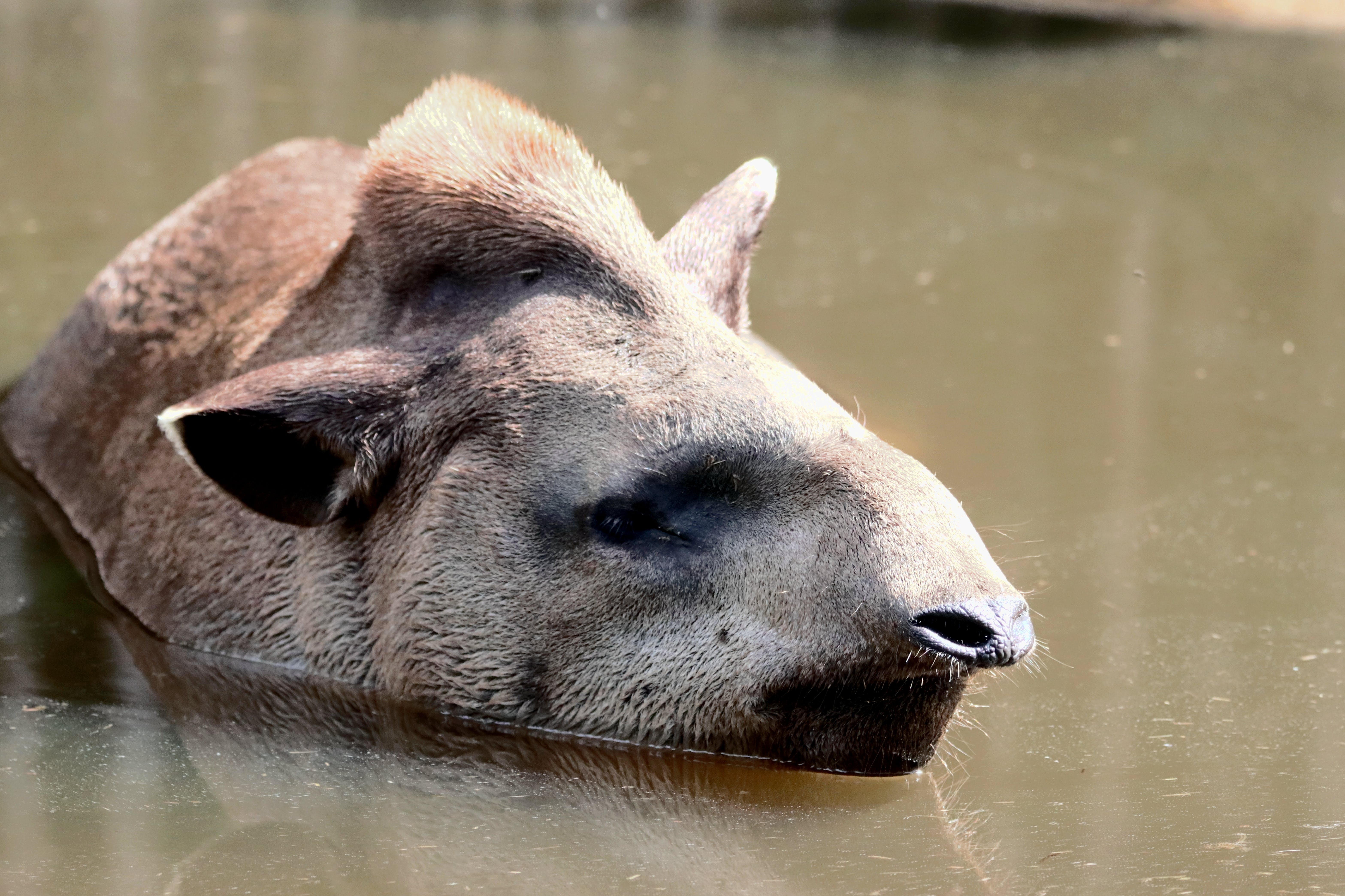 Tapir, HD-Bild, Gratis, Tier, Natur, 6270x4180 4K Desktop