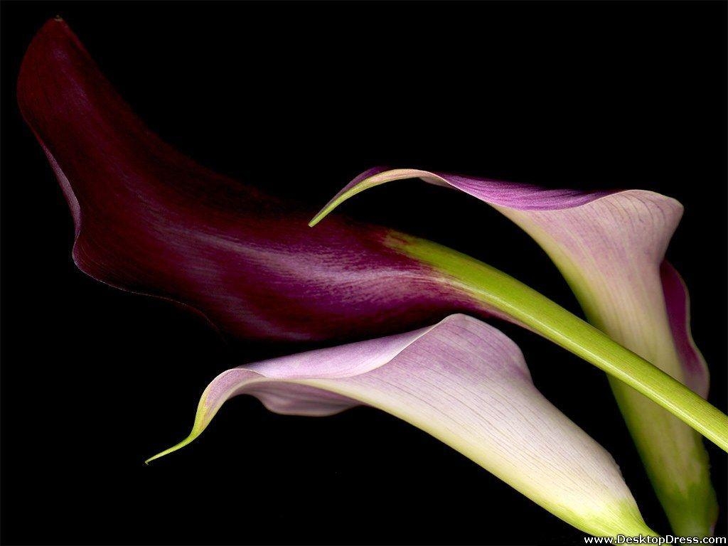 Calla-Lilie, Desktop, Hintergrund, Blume, Natur, 1030x770 HD Desktop