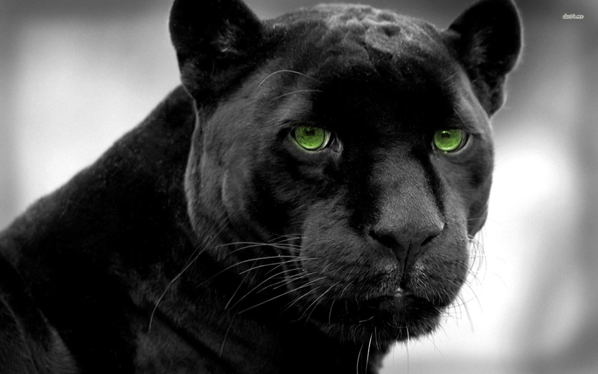 Schwarzer Panther, HD, Hintergrund, Tier, Suchen, 1920x1200 HD Desktop