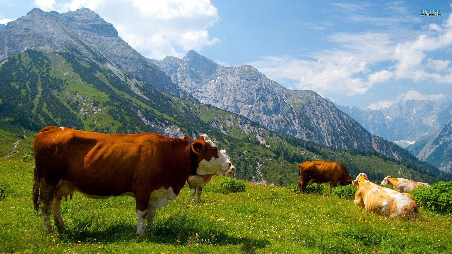 Niedliche Kuh, Fotografie, Bauernhof, Tierliebe, Weide, 1920x1080 Full HD Desktop