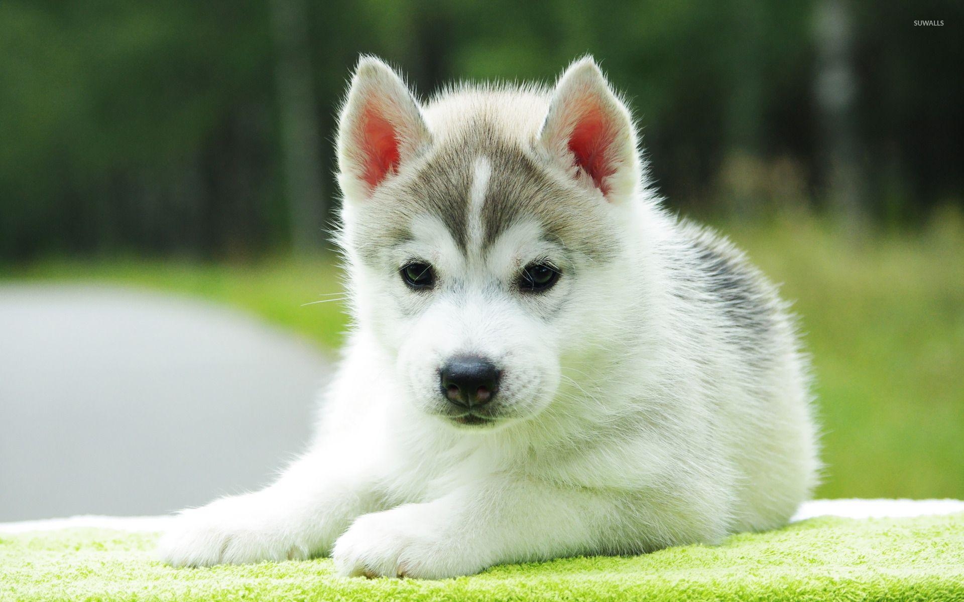 Husky, Welpe, Hintergrund, Bild, Tiere, 1920x1200 HD Desktop