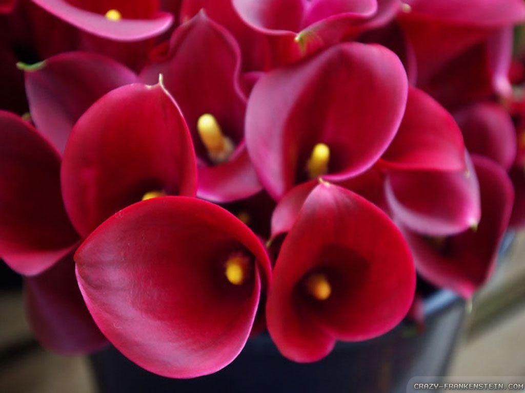 Calla-Lilie, Natur, Hintergrund, Blume, Bild, 1030x770 HD Desktop