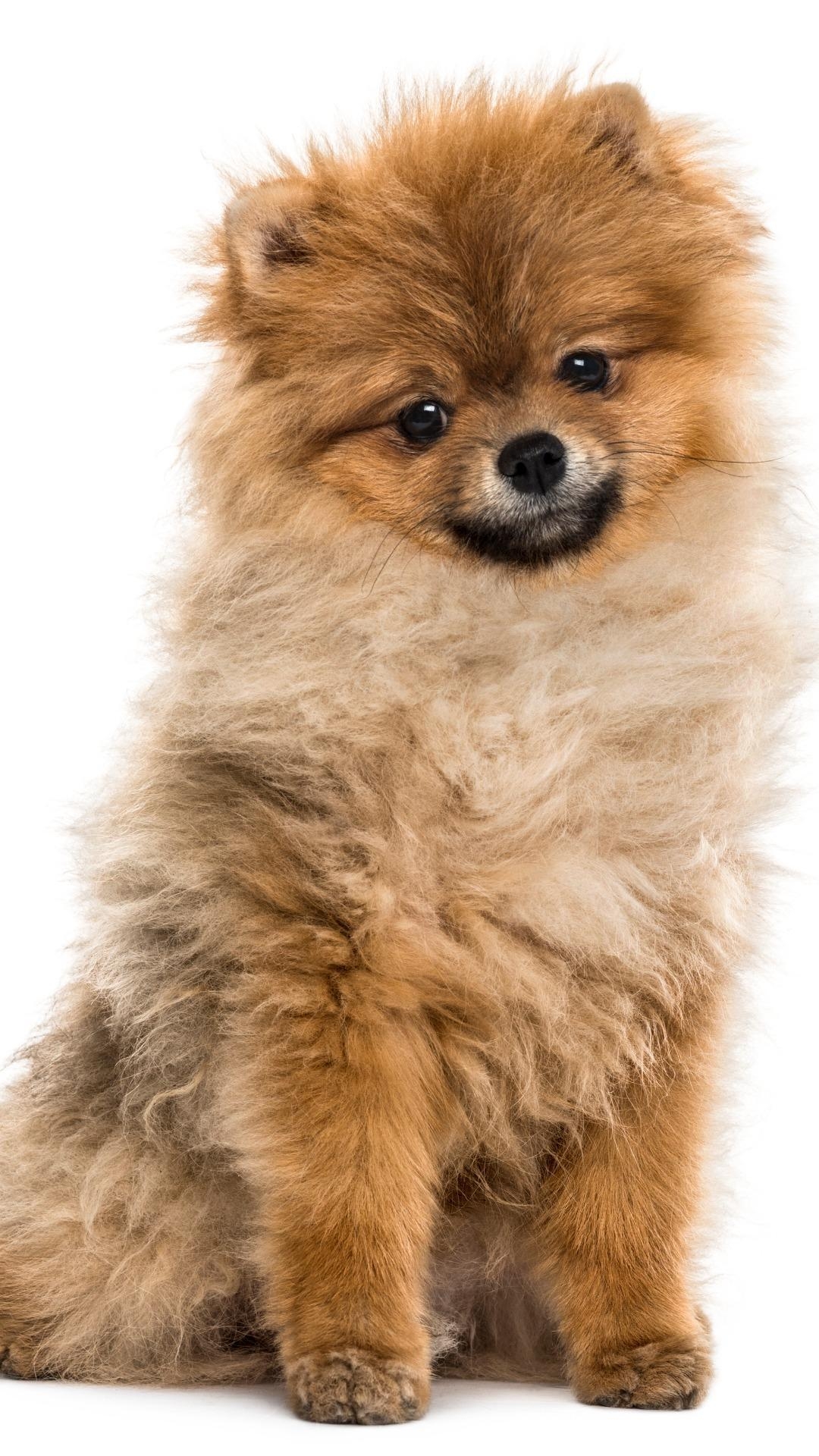 Niedlicher Pomeranian, Android, Tiere, Background, Handy, 1080x1920 Full HD Handy