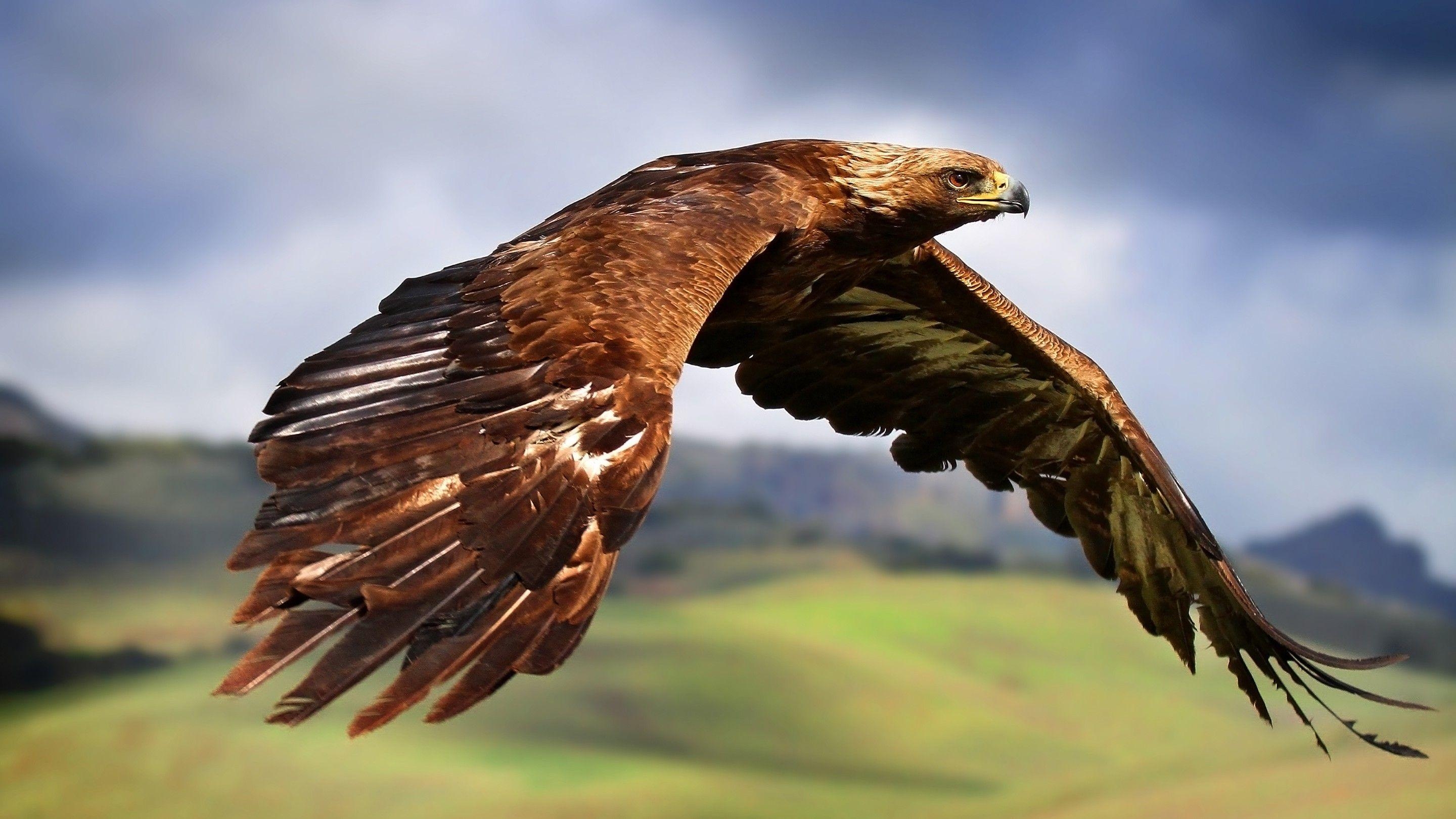 Habicht, Tiere, Vögel, fliegender Adler, HD, 2880x1620 HD Desktop