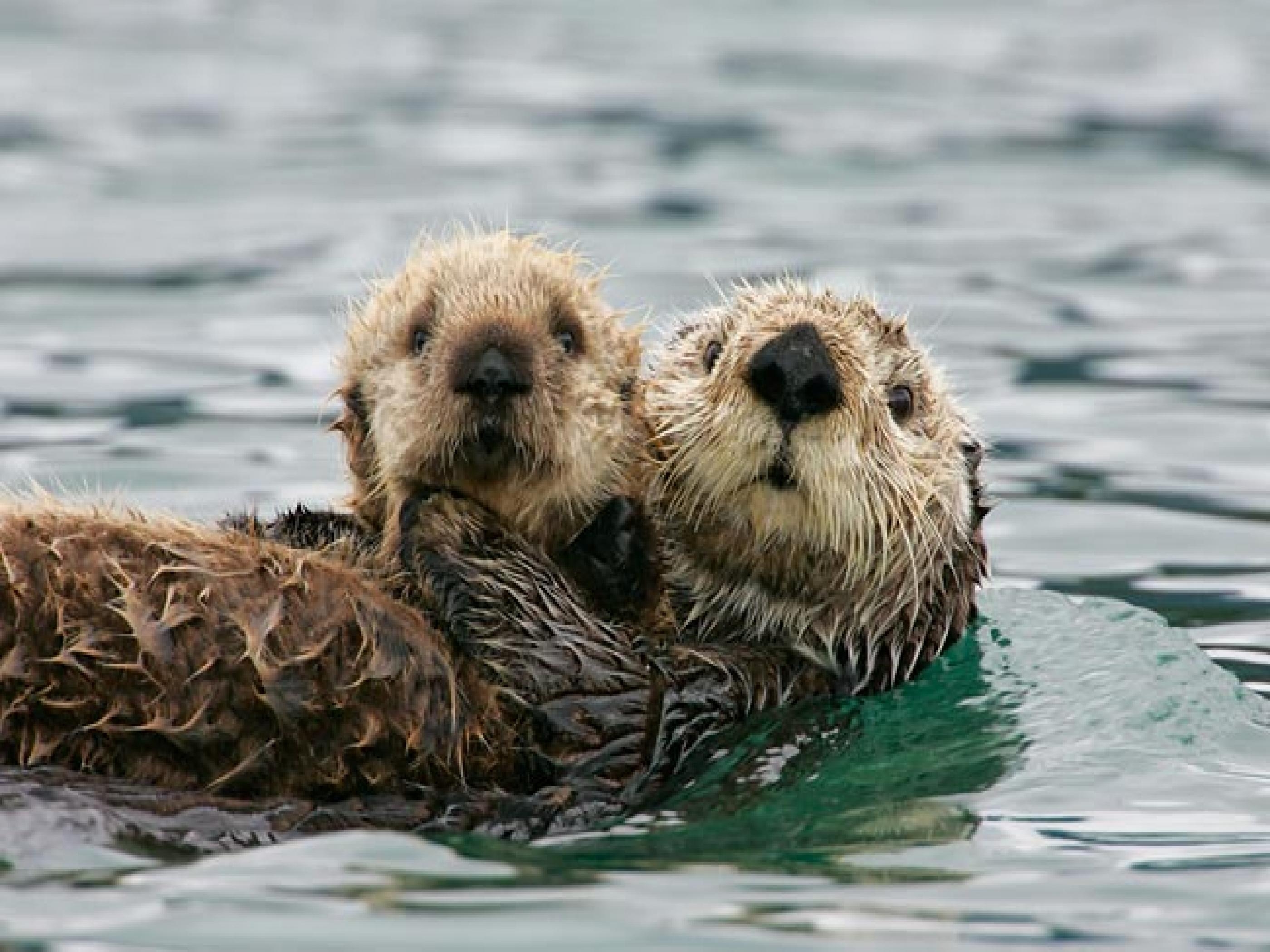 Otter, Wasser, Tiere, Säugetier, Natur, 2800x2100 HD Desktop