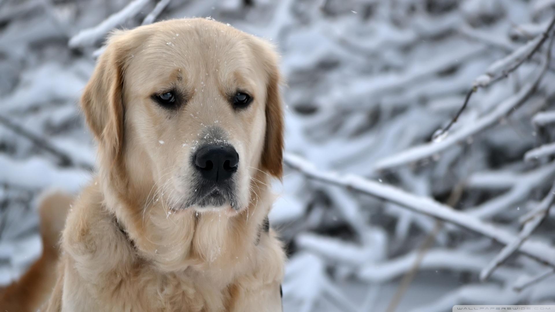 Labrador, Retriever, Winter, 4k, HD, 1920x1080 Full HD Desktop