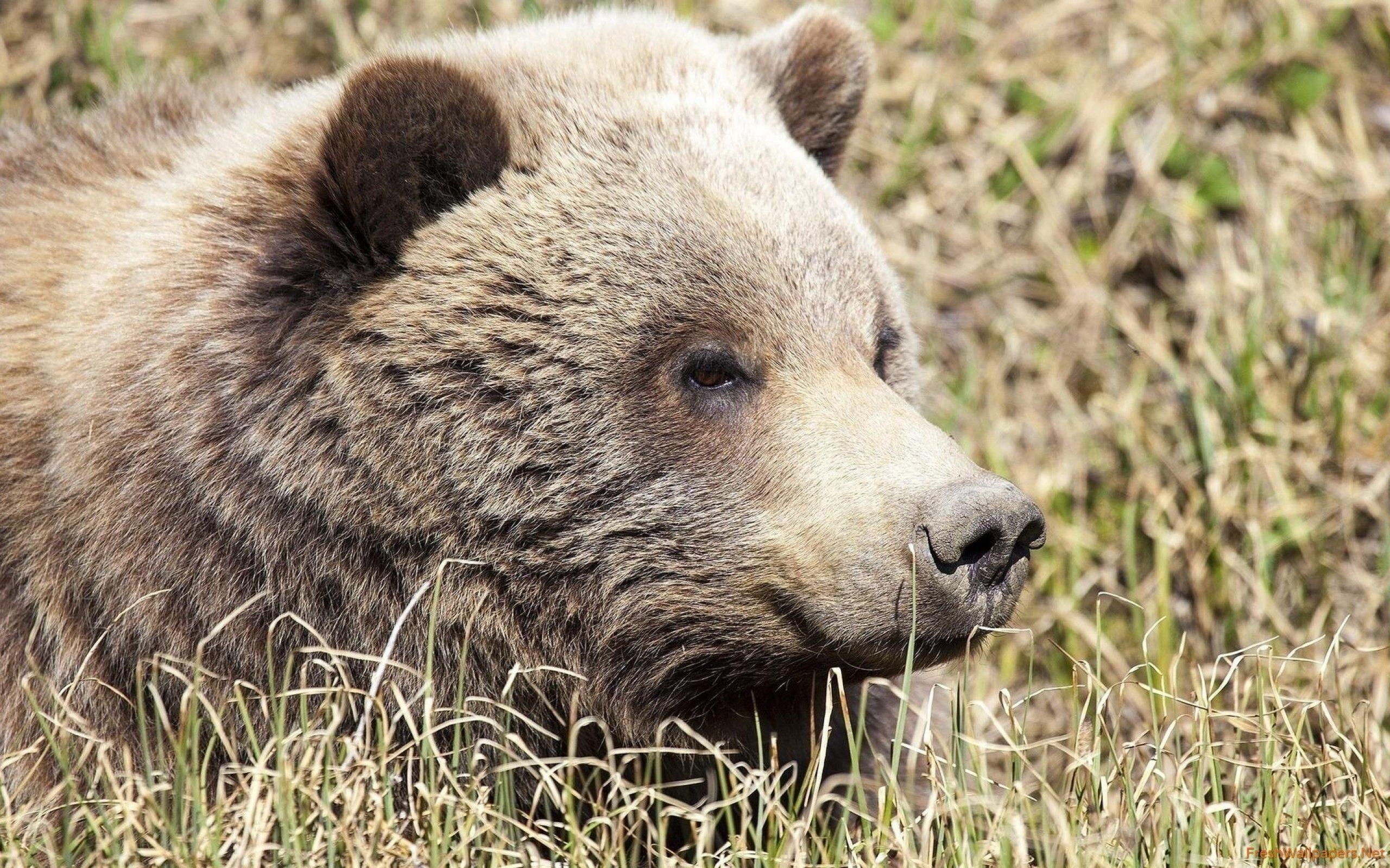 Braunbär, Wildnis, Hintergrund, Bild, Natur, 2560x1600 HD Desktop