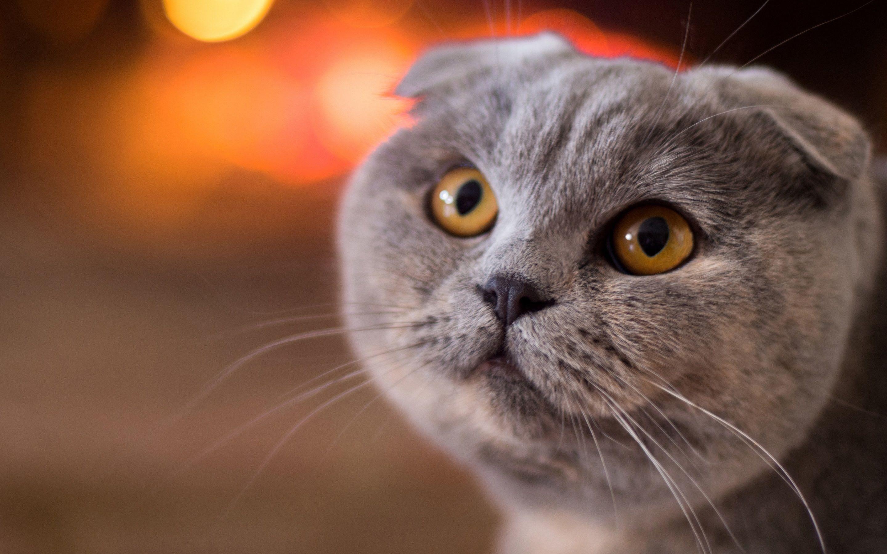 Scottish Fold, Gesicht, gelbe Augen, HD, Hintergrund, 2880x1800 HD Desktop