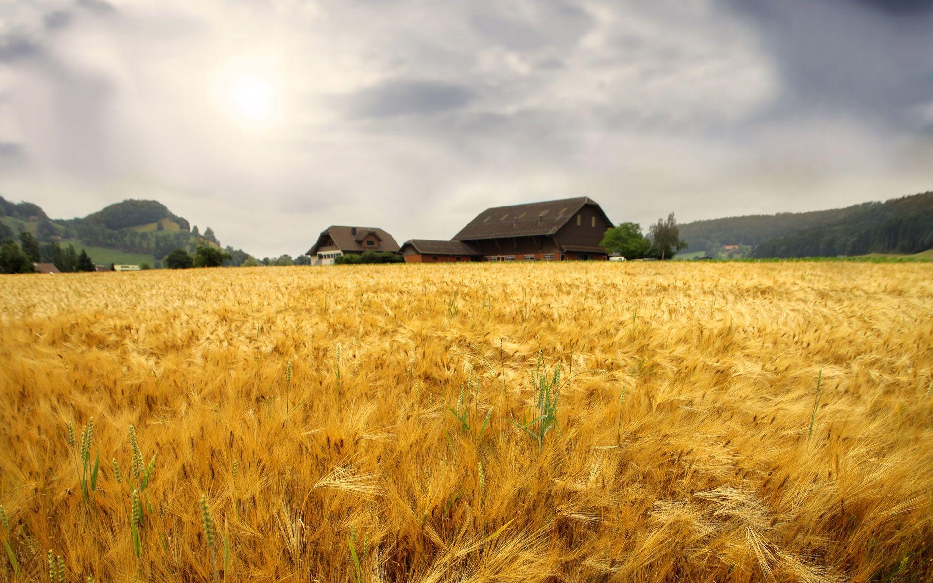 Bauernhof, HD, Landschaft, Wiese, ländliches Leben, 1920x1200 HD Desktop