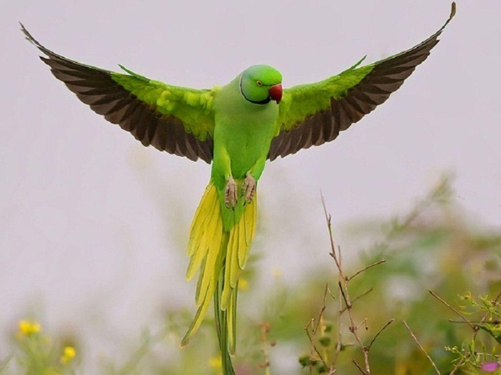 HD Papageienbild, Exotische Schönheit, Farben, Vogel, Natur, 1030x770 HD Desktop