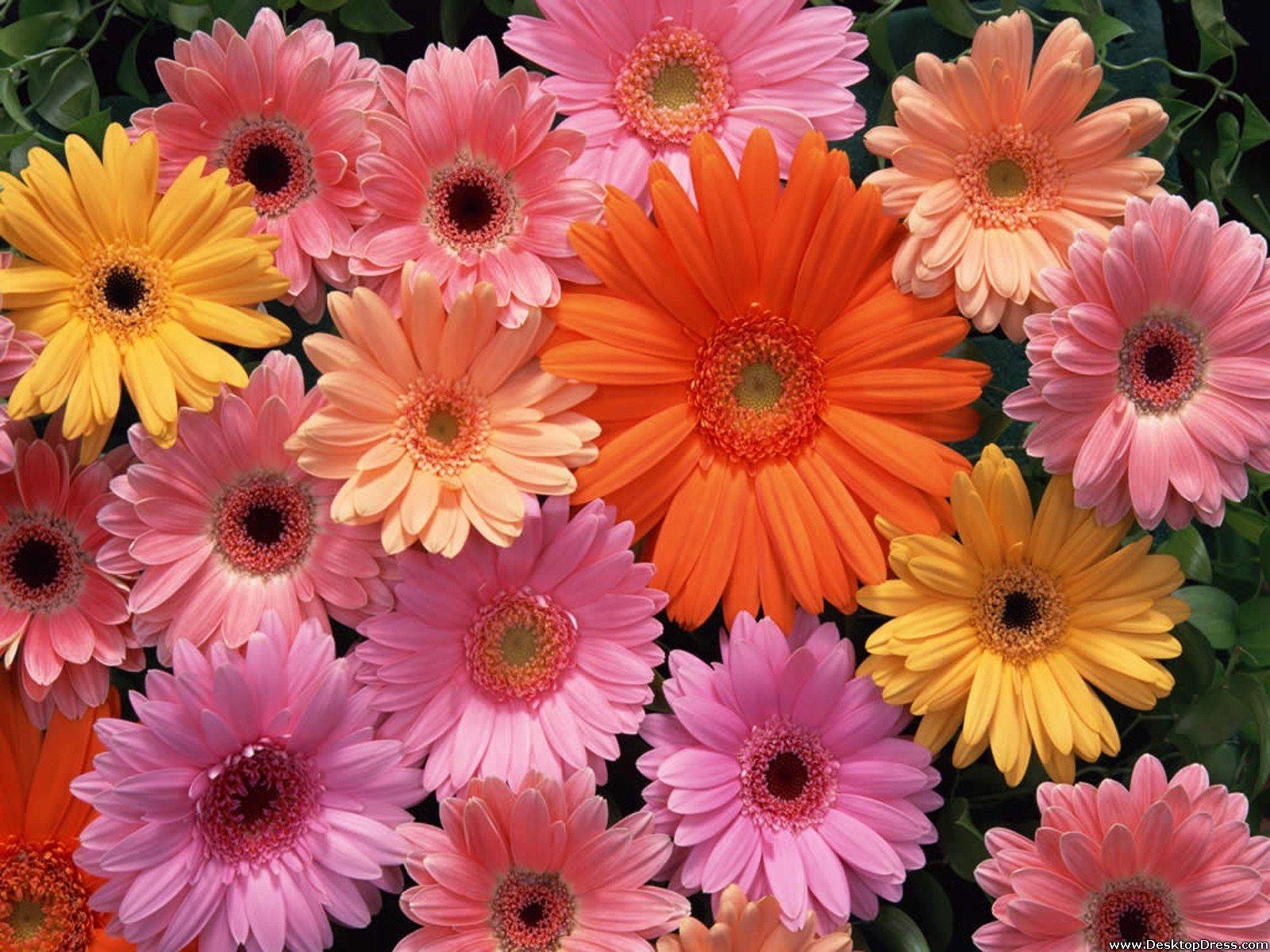 Gerbera Gänseblümchen, Blumen, Hintergrund, Desktop, Natur, 1600x1200 HD Desktop